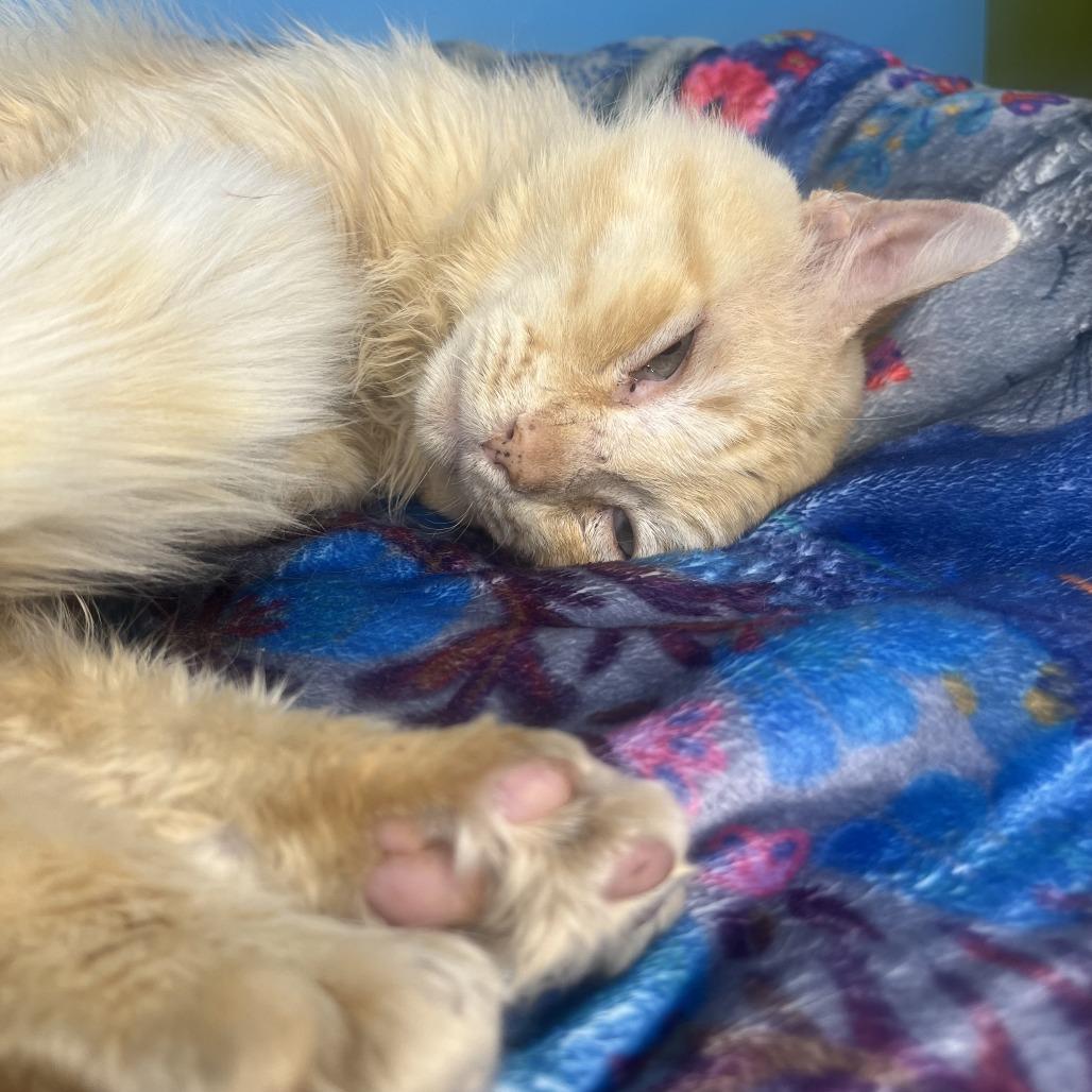 Theodore, a Adoptable Domestic Short Hair in San Antonio, TX image 6/6