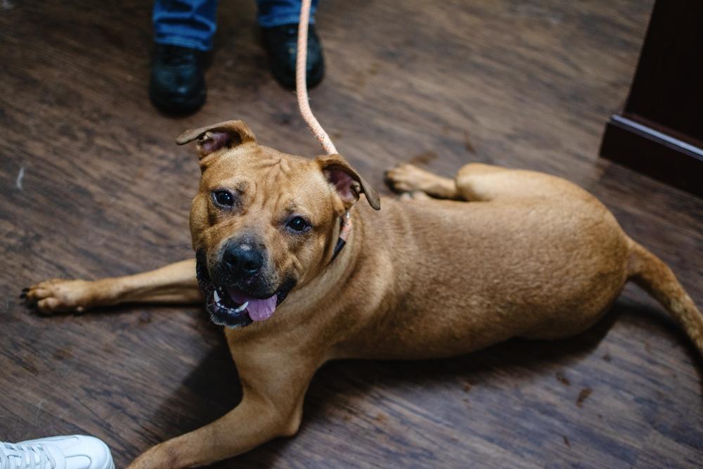 Atari, Adoptable, Adult Male Pit Bull Terrier & American Staffordshire Terrier.