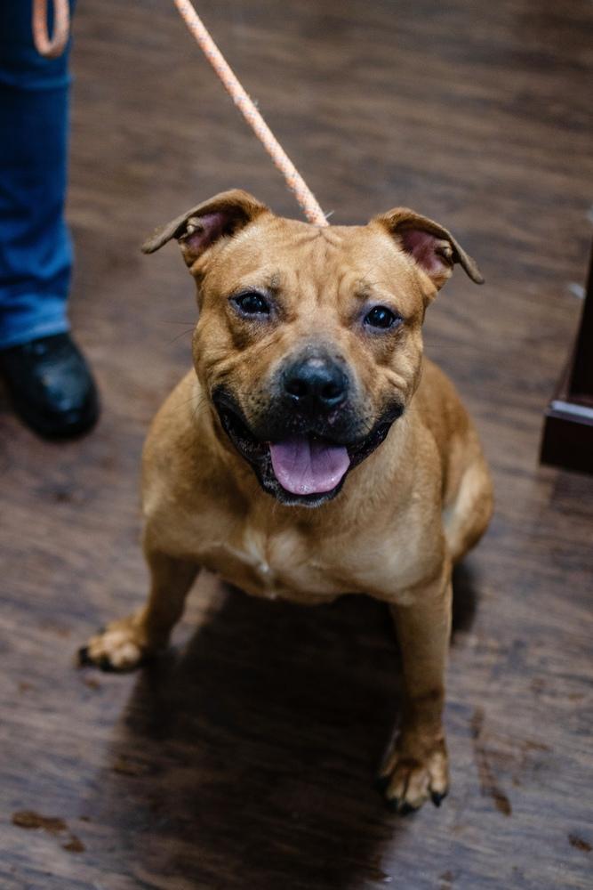 Enlarge Atari, a Adoptable mixed breed in Frankfort, NY image 6/6