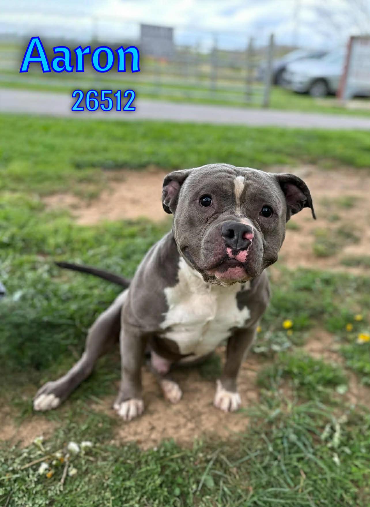 Aaron, a ADOPTABLE mixed breed in Oak Ridge, TN image 2/4