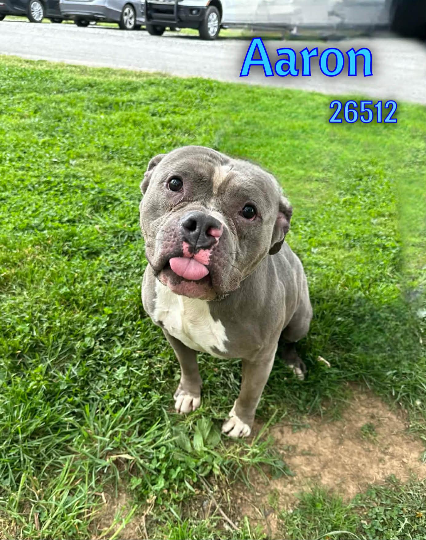 Aaron, a ADOPTABLE mixed breed in Oak Ridge, TN image 3/4