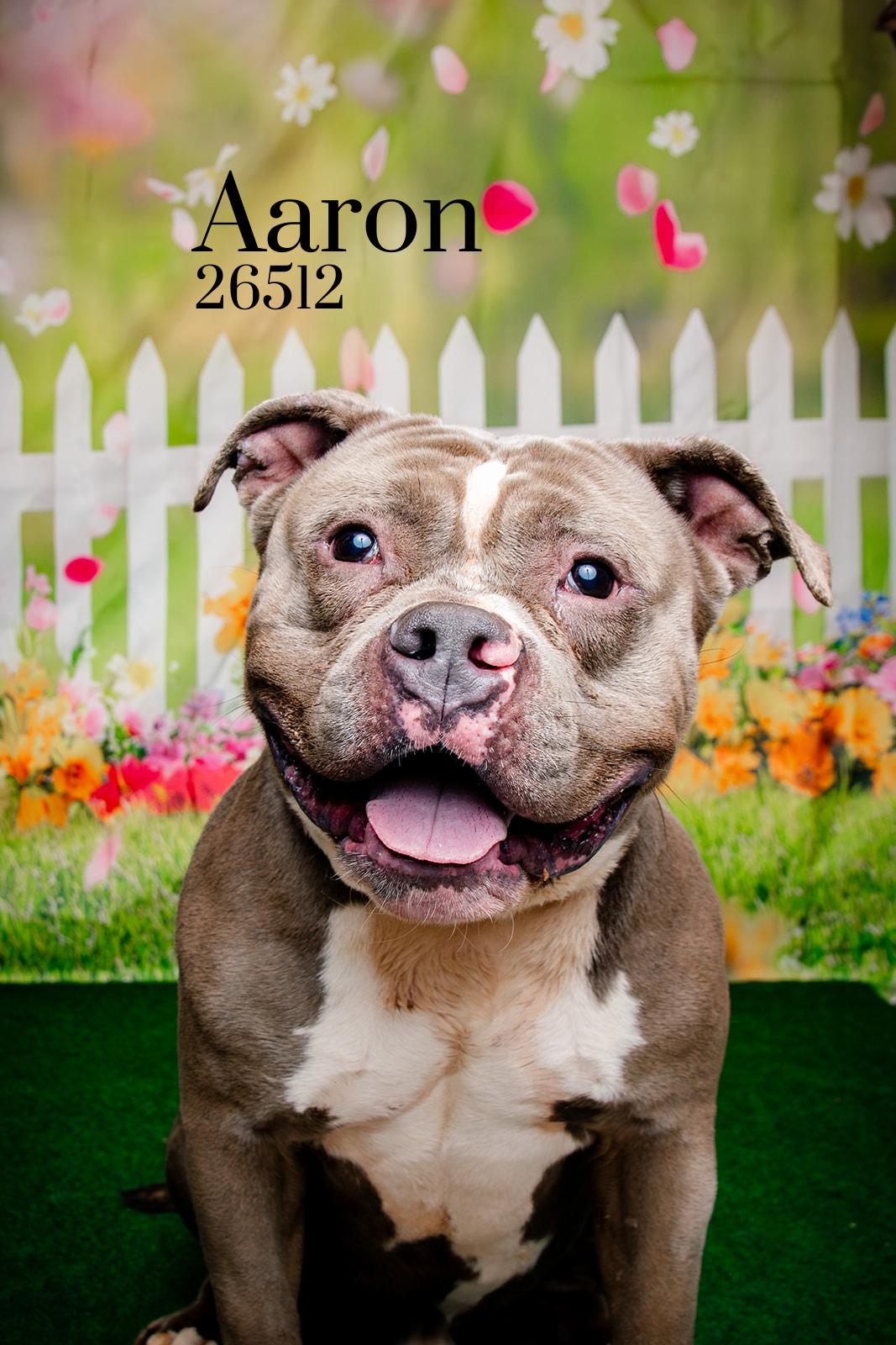 Aaron, ADOPTABLE, Adult Male Pit Bull Terrier.