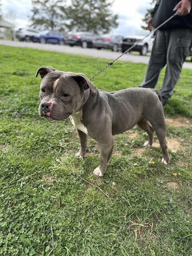 Aaron, a ADOPTABLE mixed breed in Oak Ridge, TN image 4/4