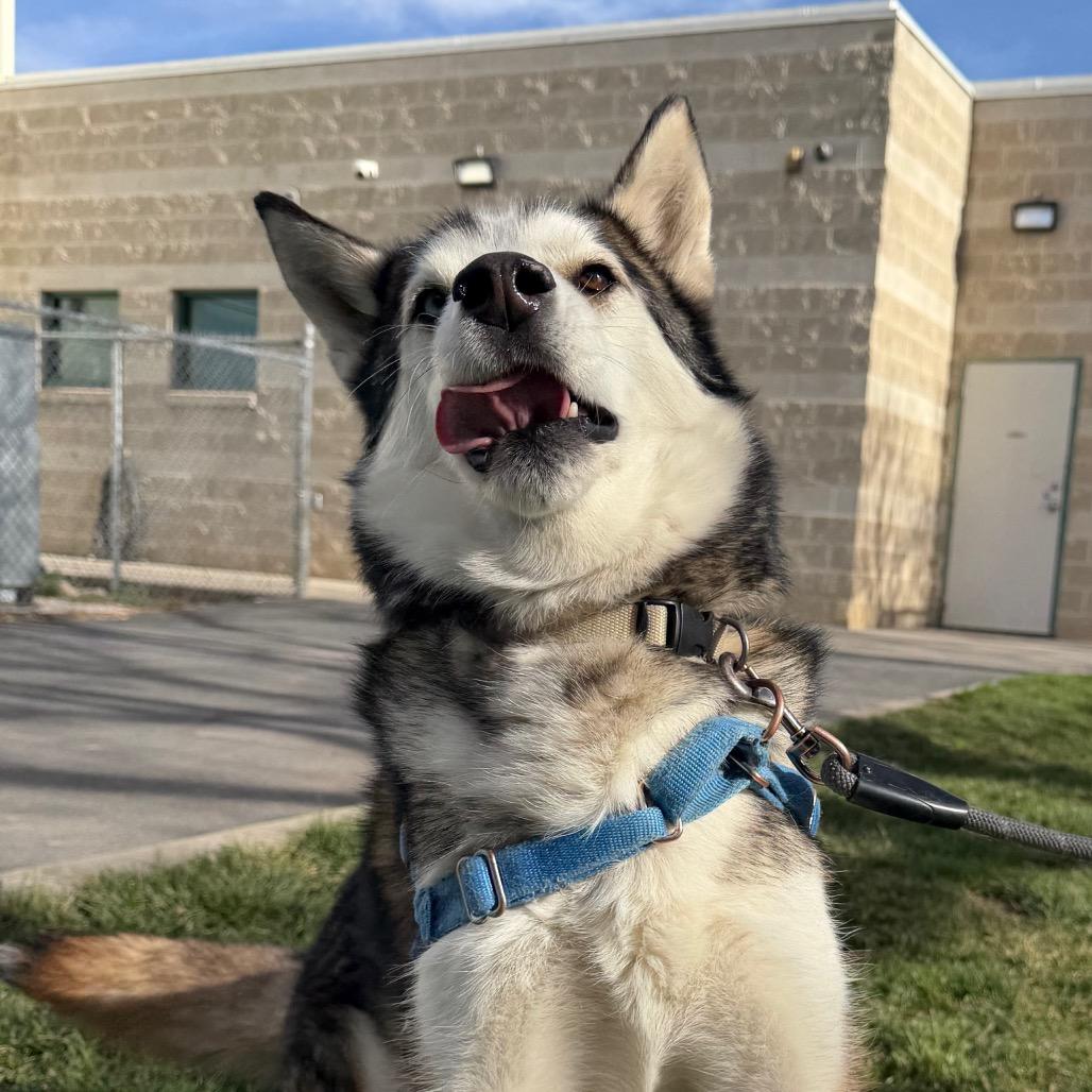 Enlarge Zeppelin, a Adoptable Husky in Murray, UT image 1/5