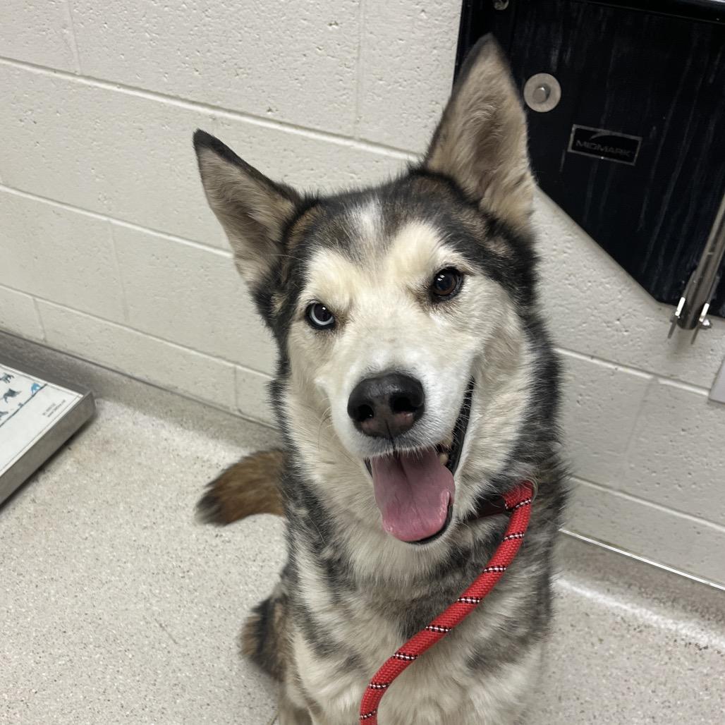 Enlarge Zeppelin, a Adoptable Husky in Murray, UT image 2/5