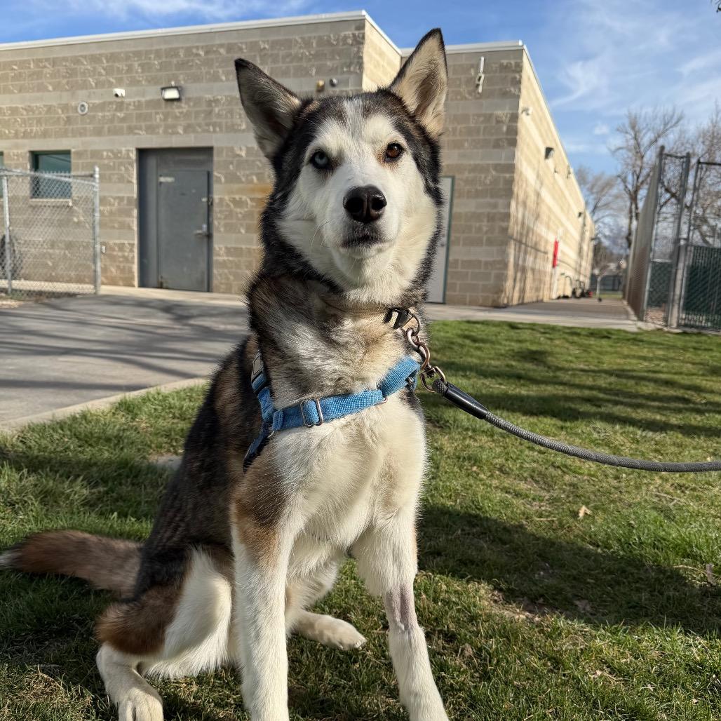 Enlarge Zeppelin, a Adoptable Husky in Murray, UT image 3/5