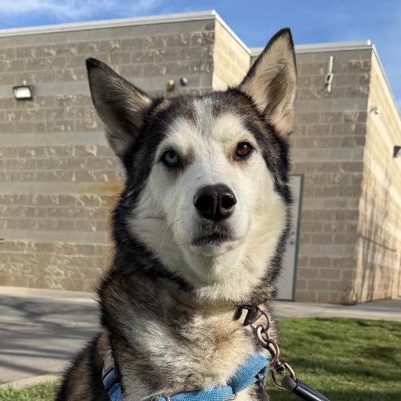 Enlarge Zeppelin, a Adoptable Husky in Murray, UT image 4/5