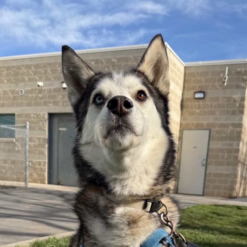 Enlarge Zeppelin, a Adoptable Husky in Murray, UT image 5/5