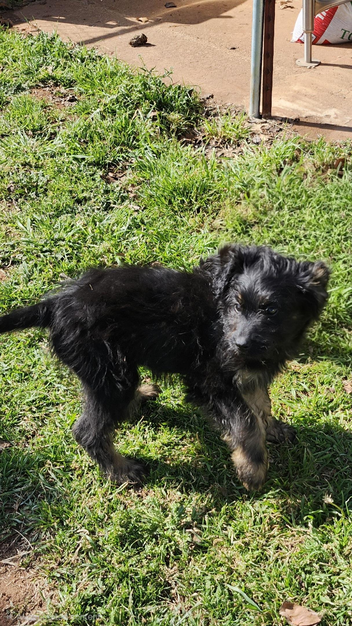 Enlarge Princess Daisy, an adopted Aussiedoodle in Tuttle, OK image 2/2