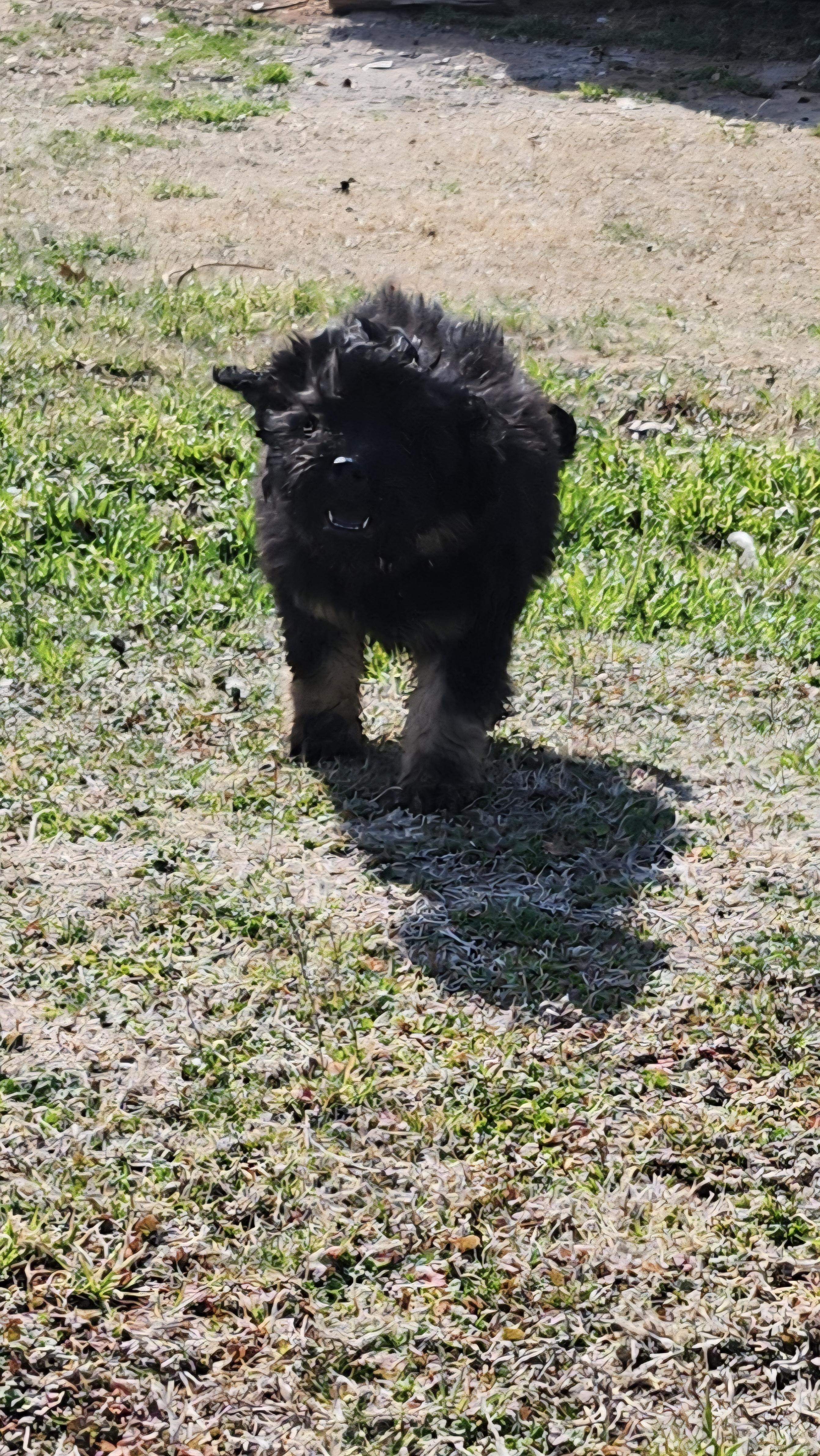 Enlarge Princess Daisy, an adopted Aussiedoodle in Tuttle, OK image 1/2