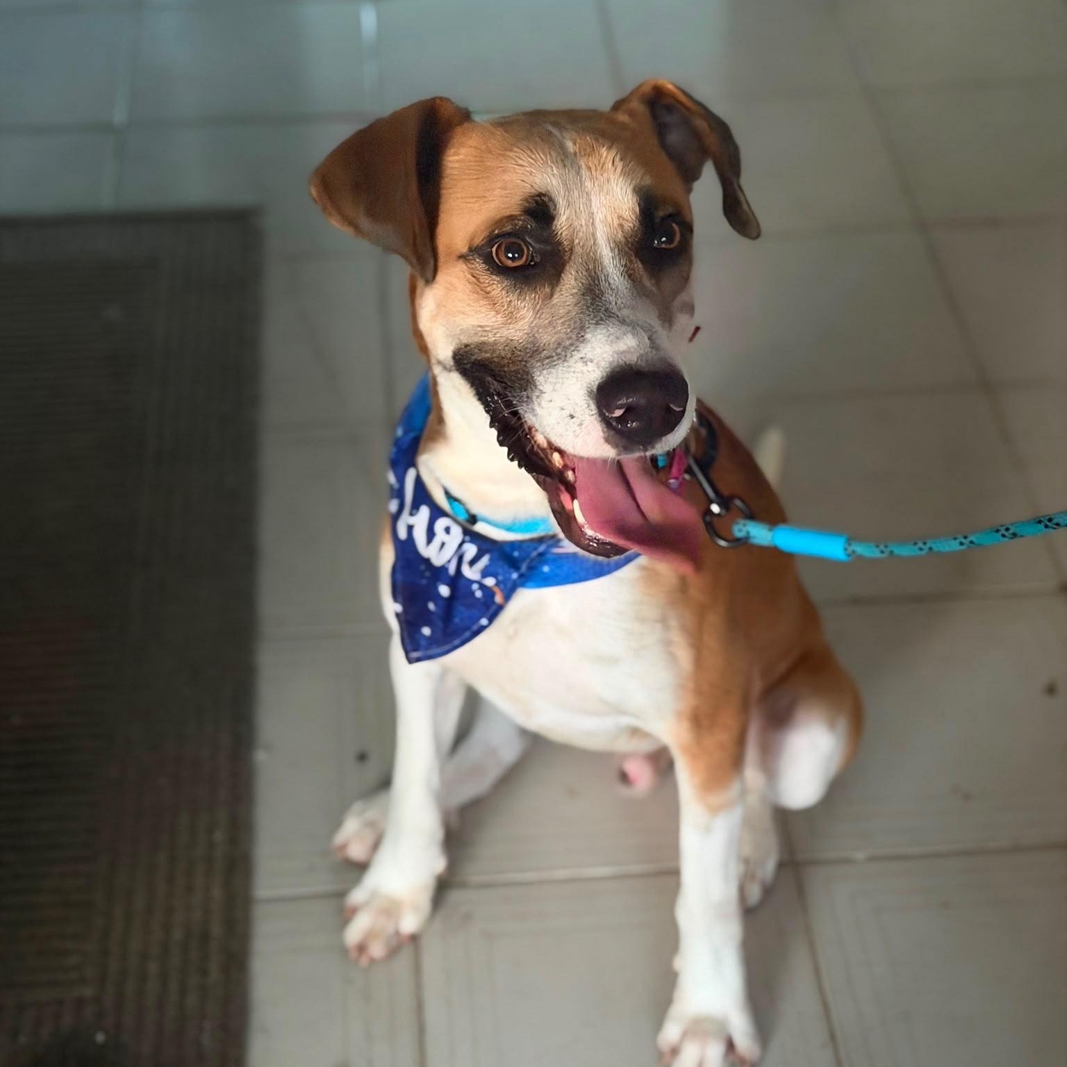 Louis - The Big Playful Lovebug photo