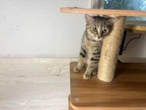 Becca, Adoptable, Young Female Domestic Short Hair.