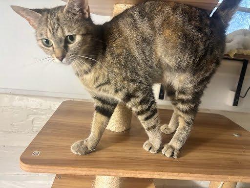 Becca, a Adoptable Domestic Short Hair in Raleigh, NC image 2/5