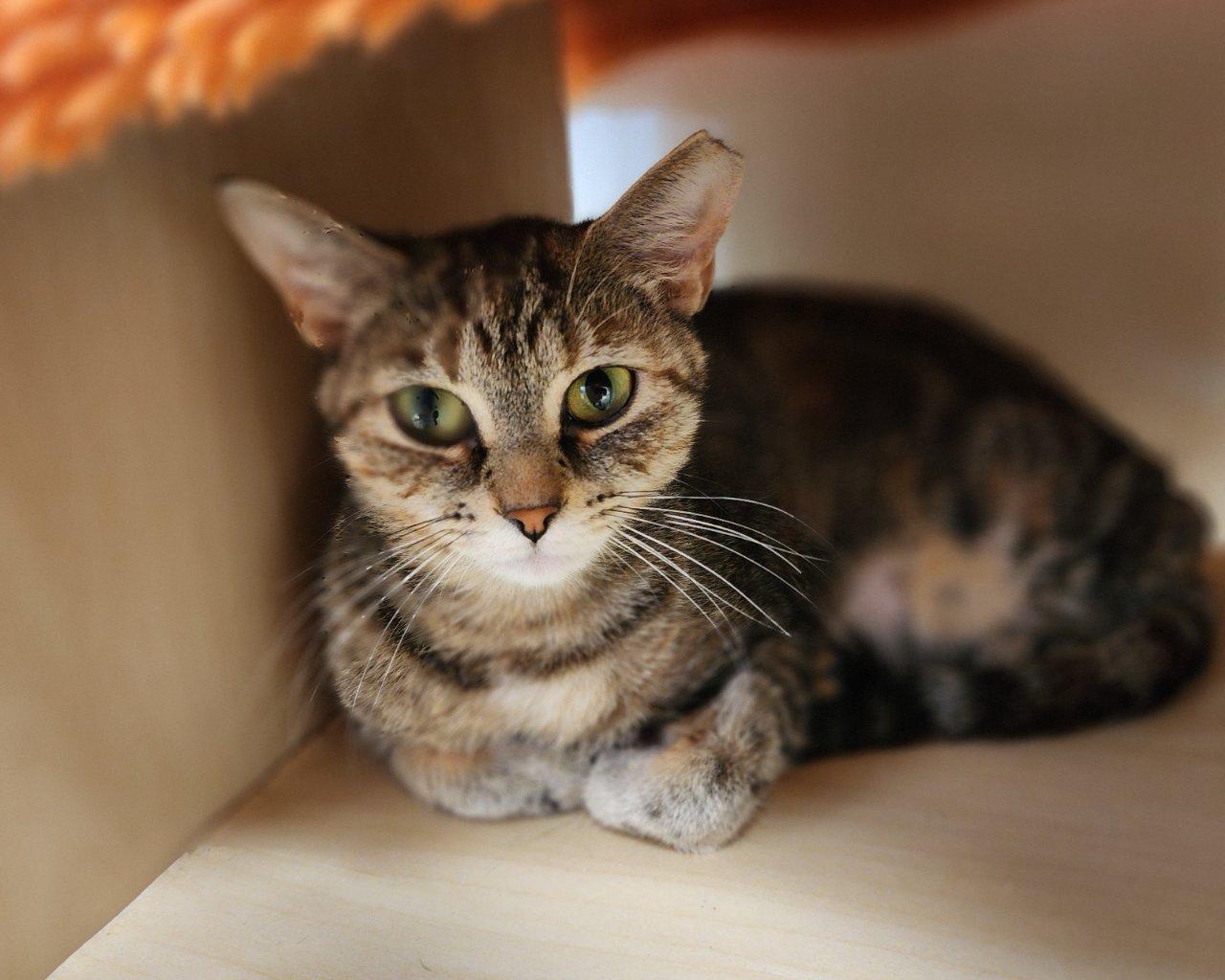 Becca, a Adoptable Domestic Short Hair in Raleigh, NC image 3/5