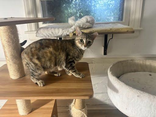 Becca, a Adoptable Domestic Short Hair in Raleigh, NC image 4/5