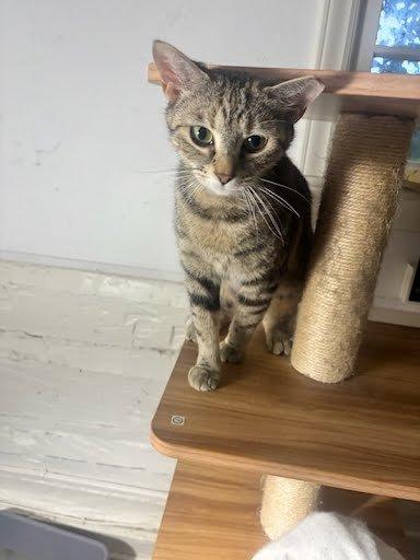 Becca, a Adoptable Domestic Short Hair in Raleigh, NC image 5/5