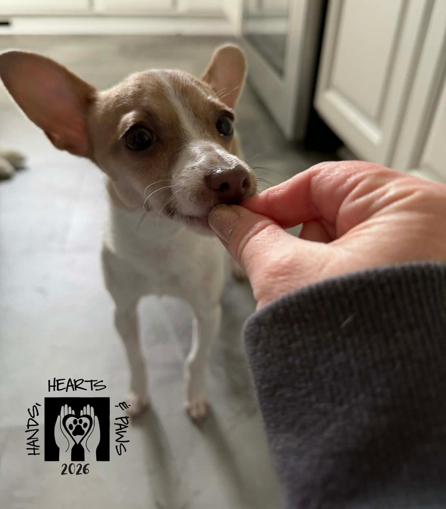 Enlarge Zinya, an adoptable Chihuahua in Omaha, NE image 3/6
