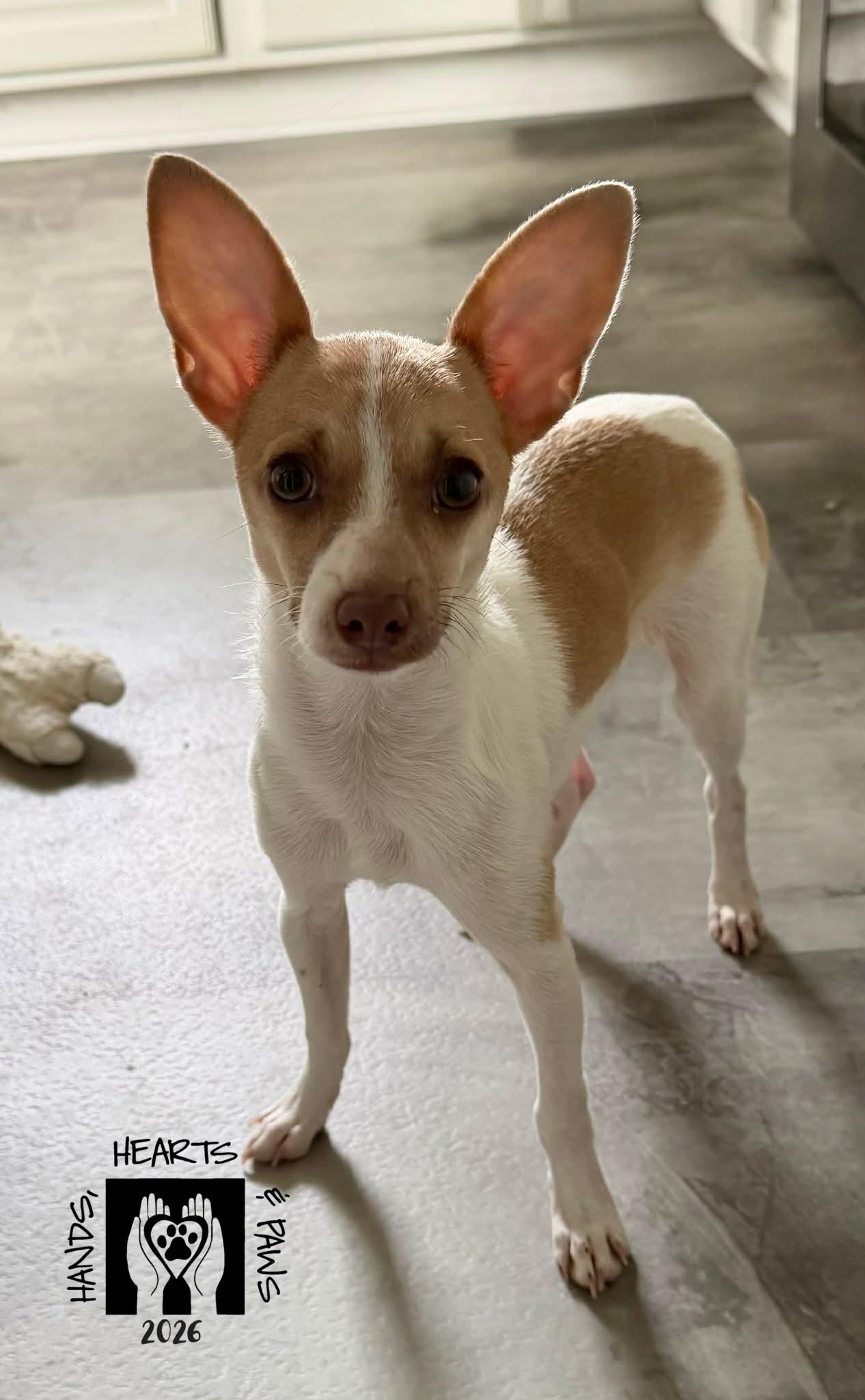 Zinya, adoptable, Puppy Female Chihuahua.