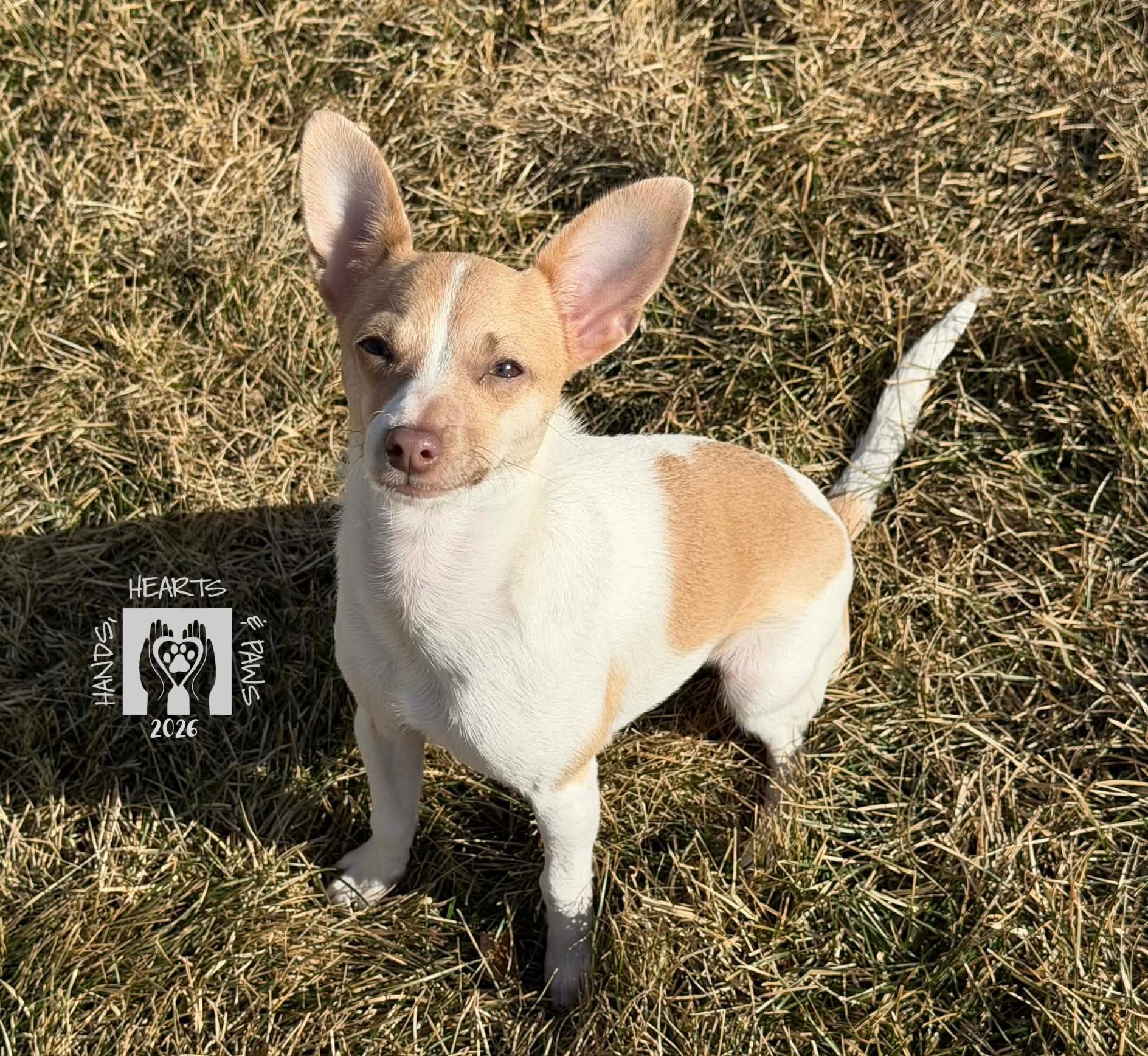 Enlarge Zinya, an adoptable Chihuahua in Omaha, NE image 1/6