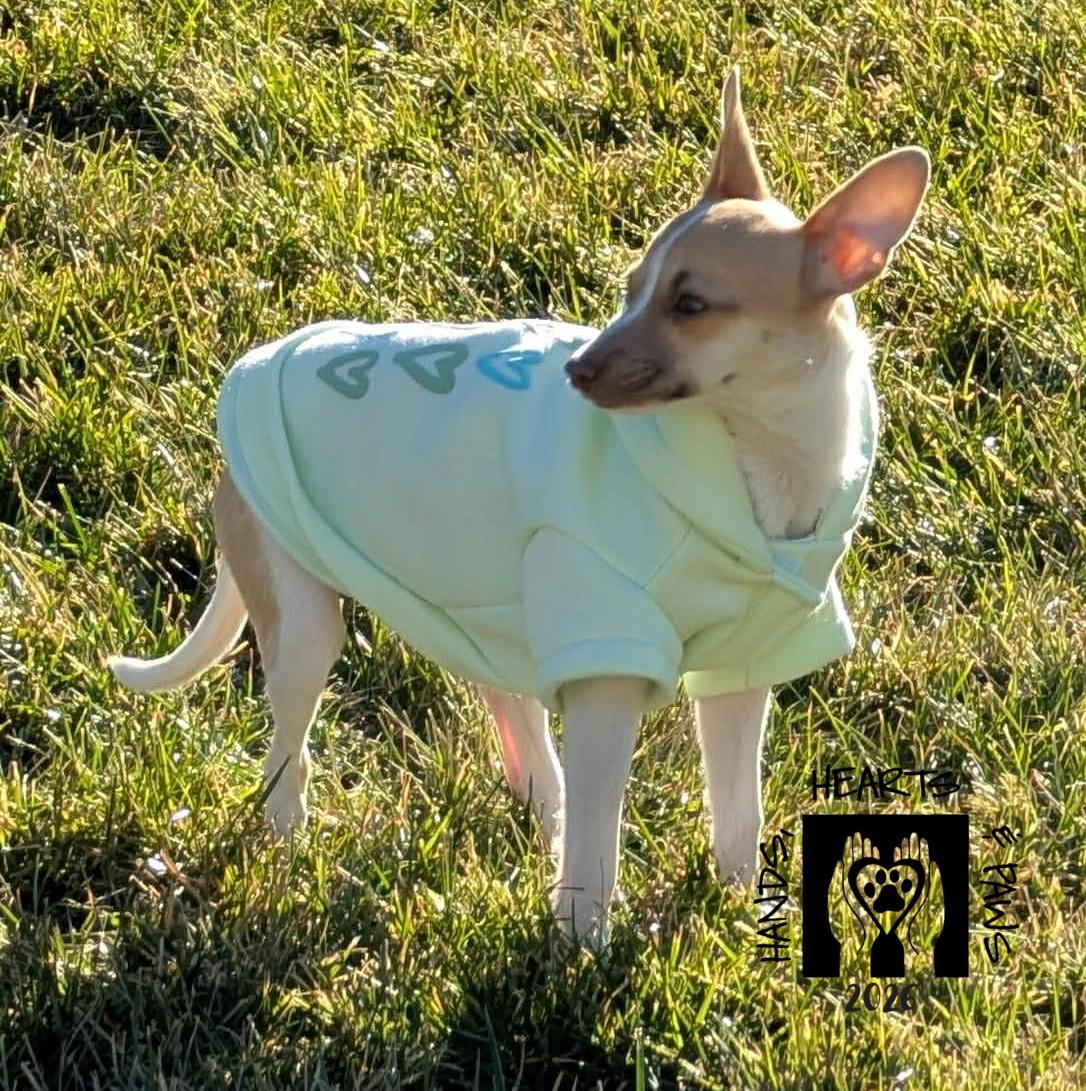 Enlarge Zinya, an adoptable Chihuahua in Omaha, NE image 4/6