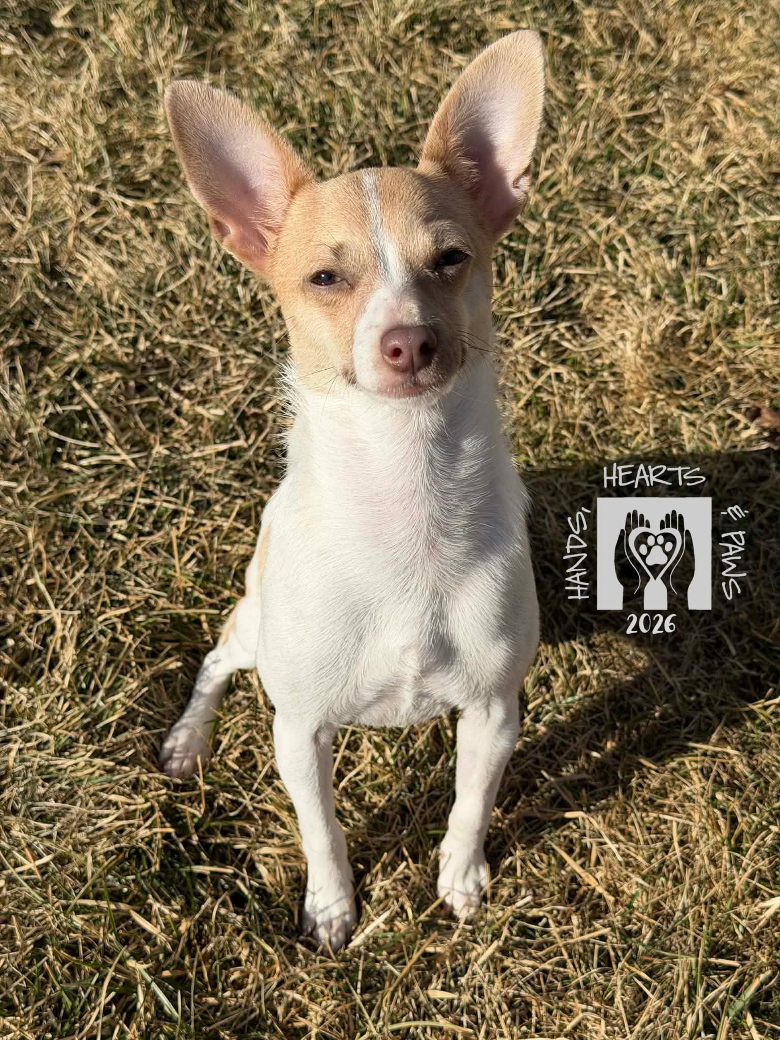 Enlarge Zinya, an adoptable Chihuahua in Omaha, NE image 6/6