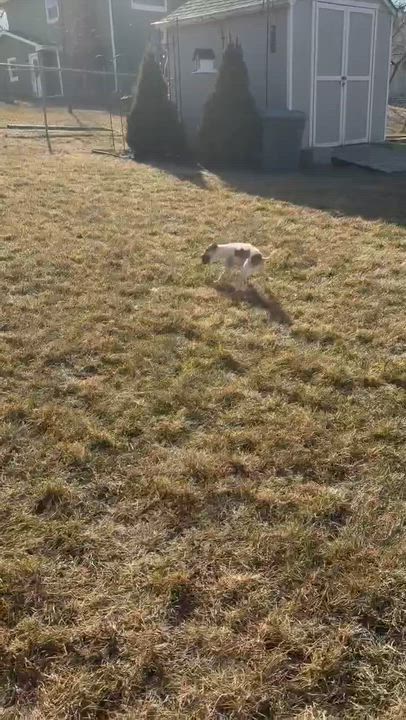 Enlarge Zinya, an adoptable Chihuahua in Omaha, NE video 5/6