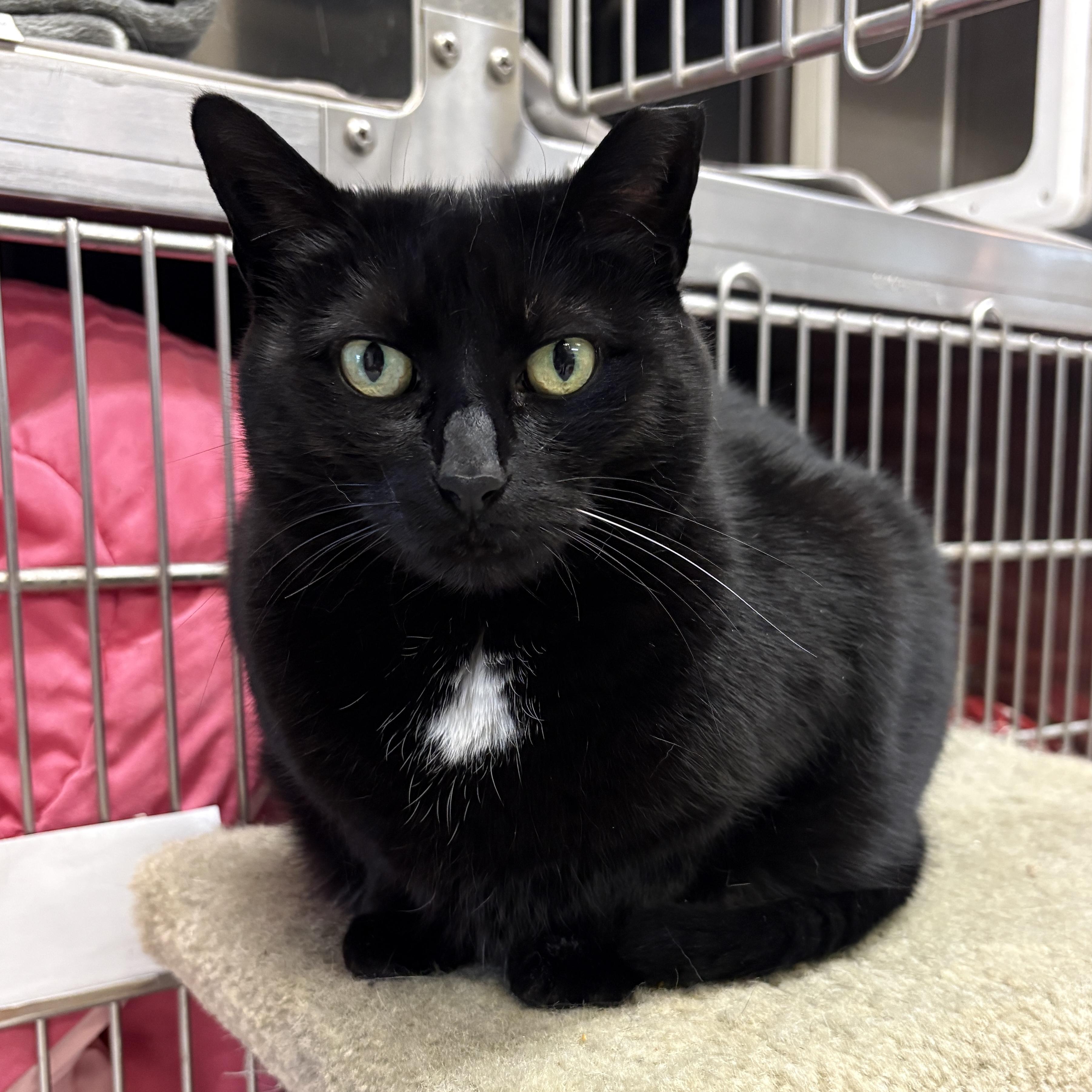 Sheeley, a Adoptable Domestic Short Hair in Beacon, NY image 4/6