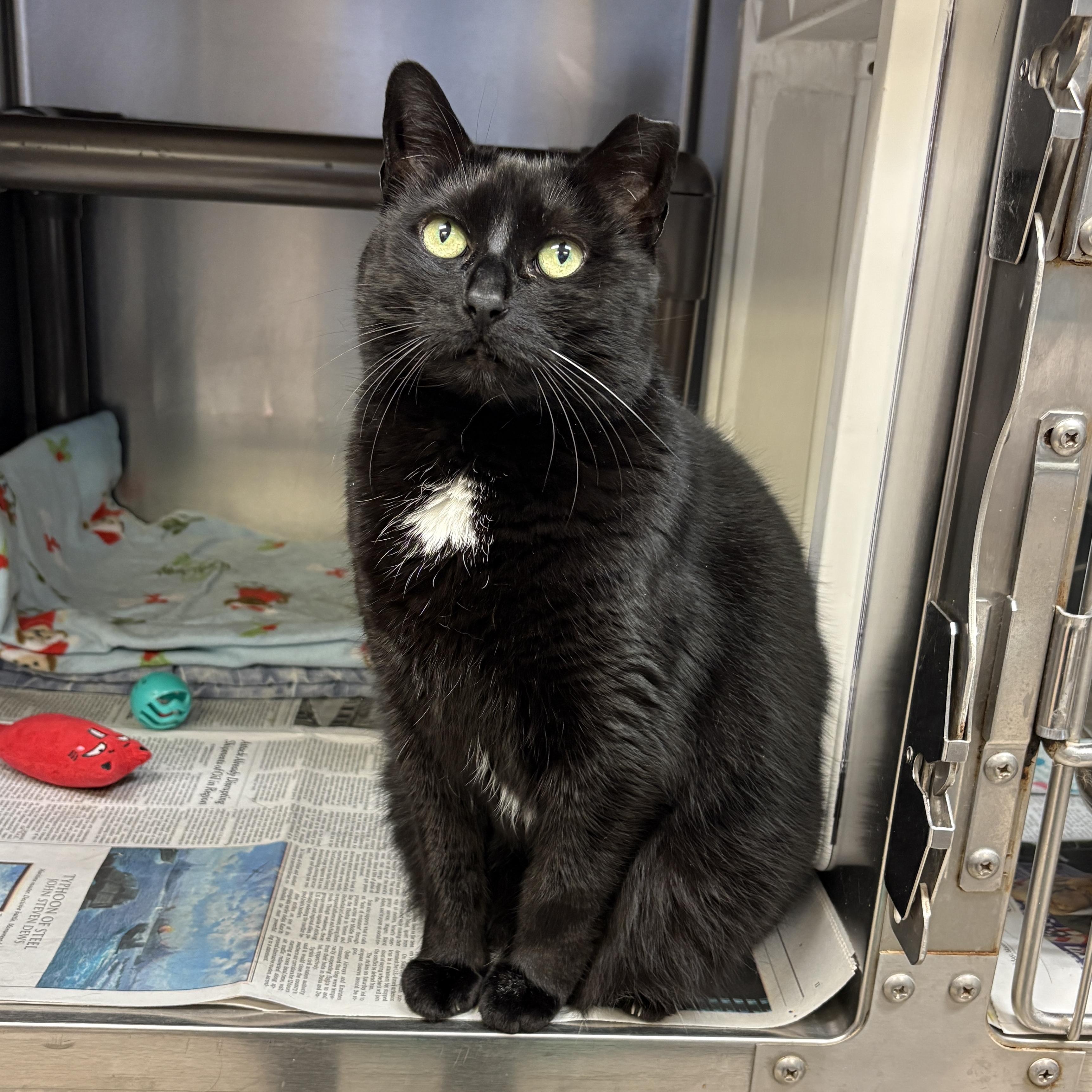 Sheeley, a Adoptable Domestic Short Hair in Beacon, NY image 5/6