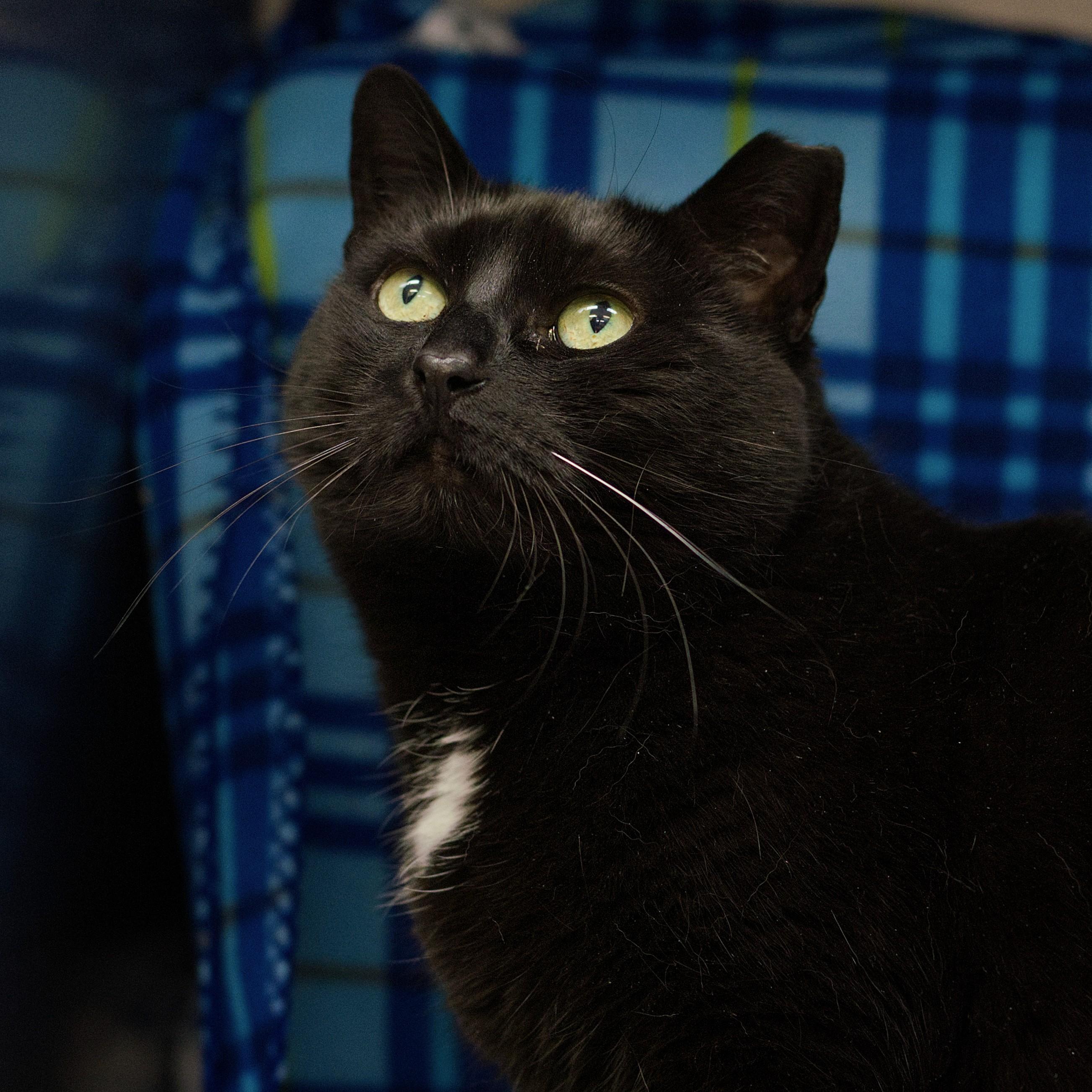 Sheeley, Adoptable, Adult Female Domestic Short Hair.
