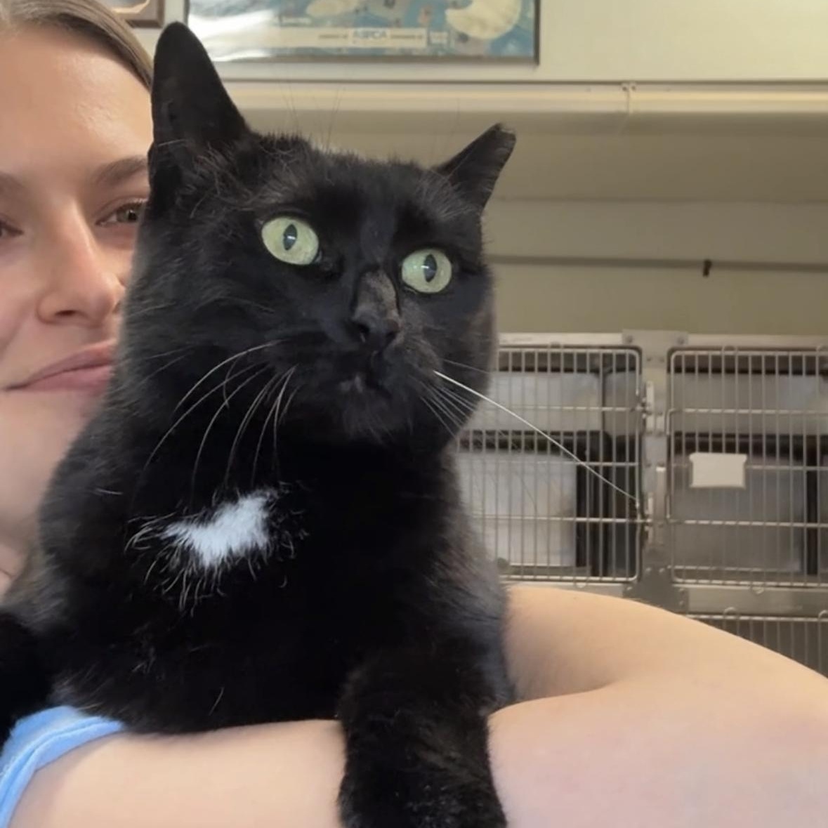 Sheeley, a Adoptable Domestic Short Hair in Beacon, NY image 6/6