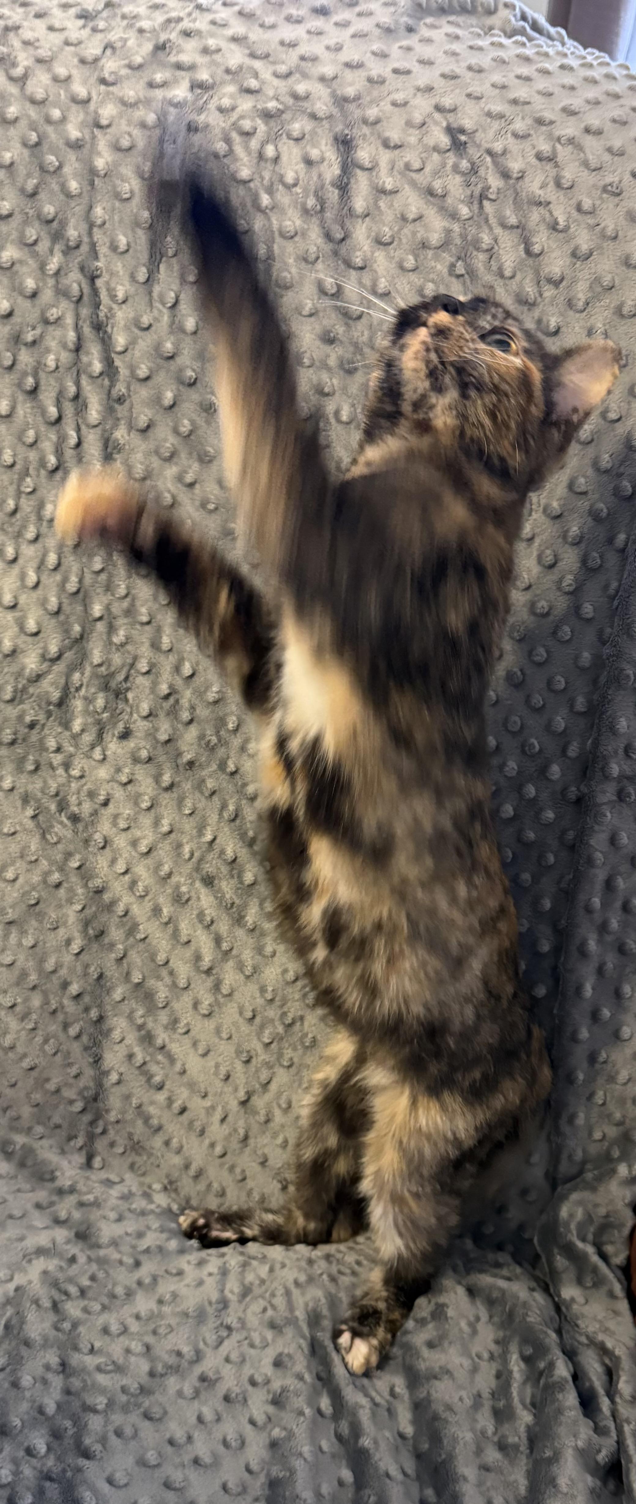 Fiona, ADOPTABLE, Young Female Domestic Short Hair & Domestic Medium Hair.