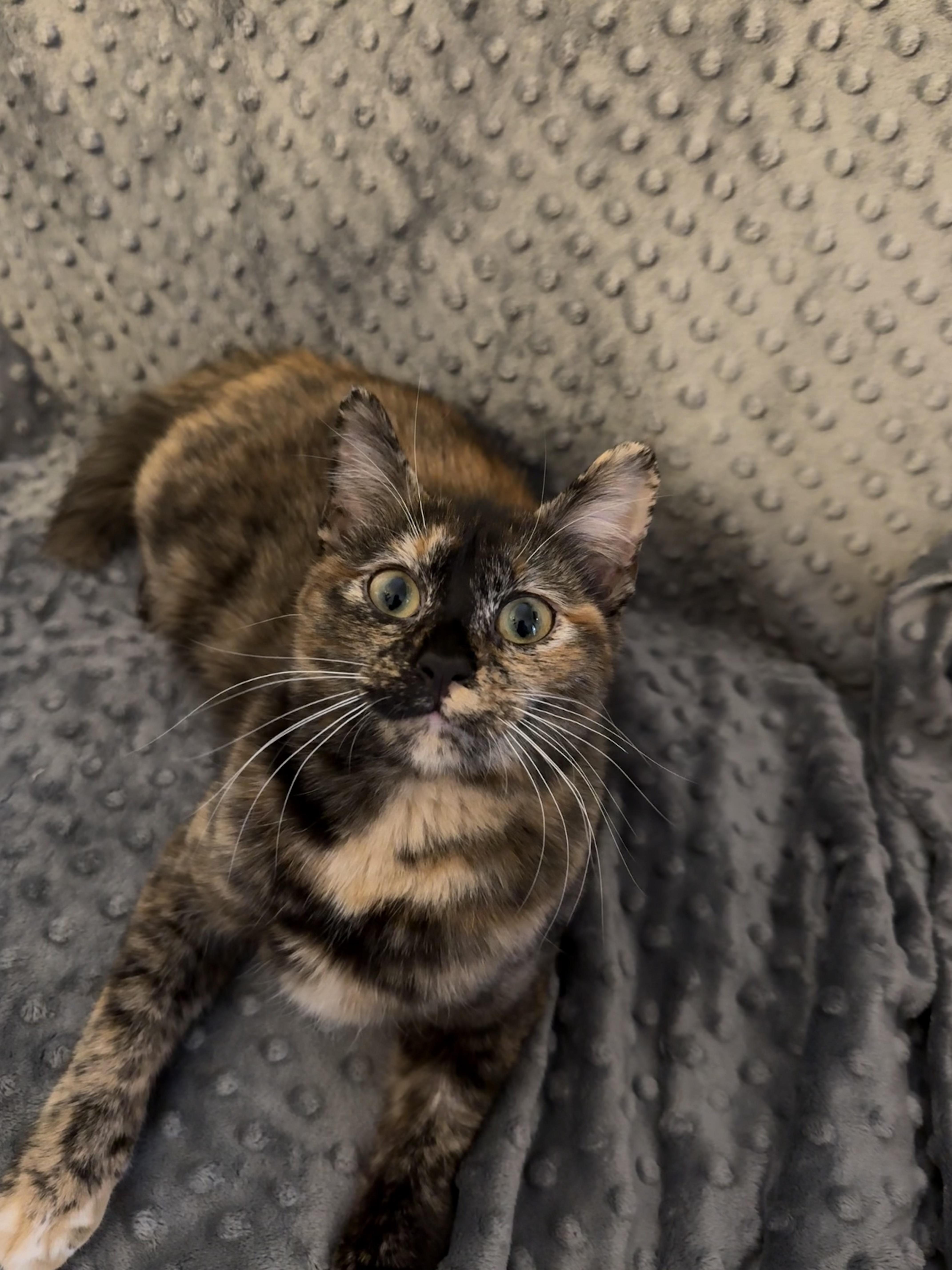 Enlarge Fiona, a ADOPTABLE mixed breed in Choctaw, OK image 2/4