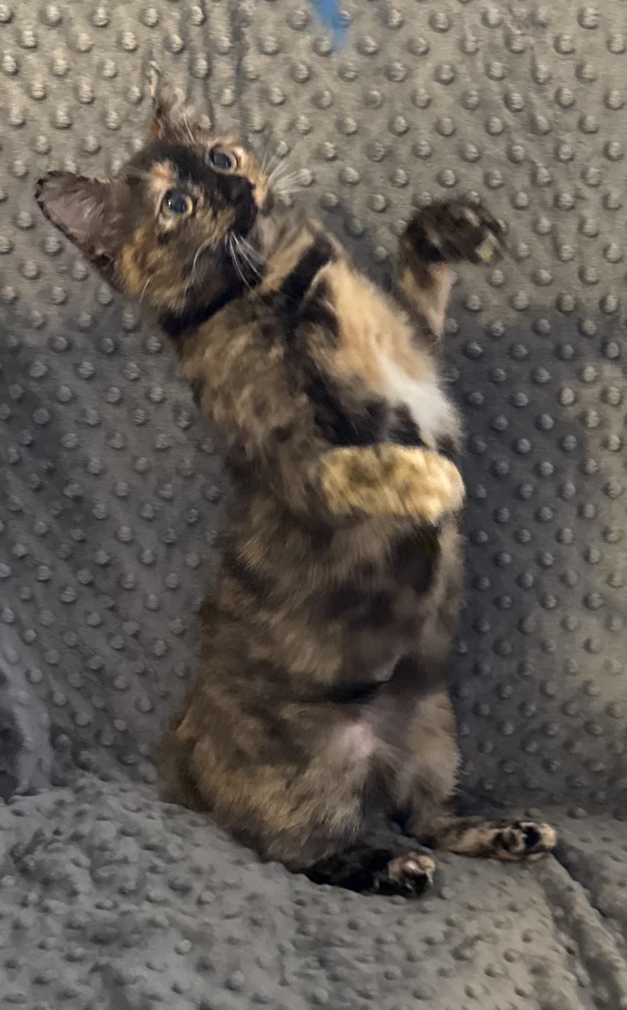 Enlarge Fiona, a ADOPTABLE mixed breed in Choctaw, OK image 3/4