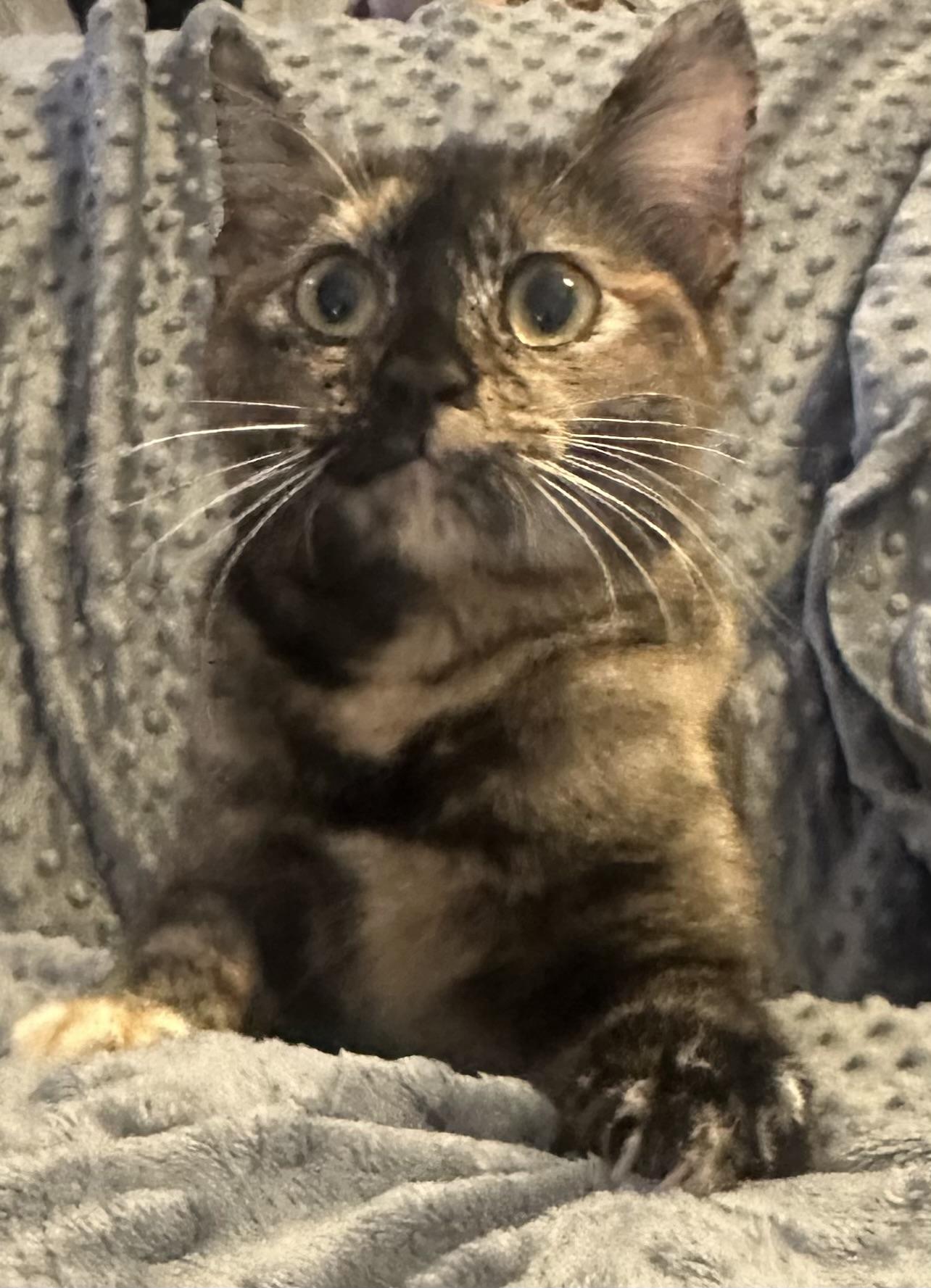 Enlarge Fiona, a ADOPTABLE mixed breed in Choctaw, OK image 4/4