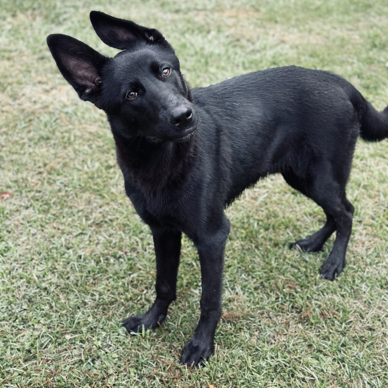 Dog for adoption Vader (Darth Vader), a German Shepherd Dog in Cedar
