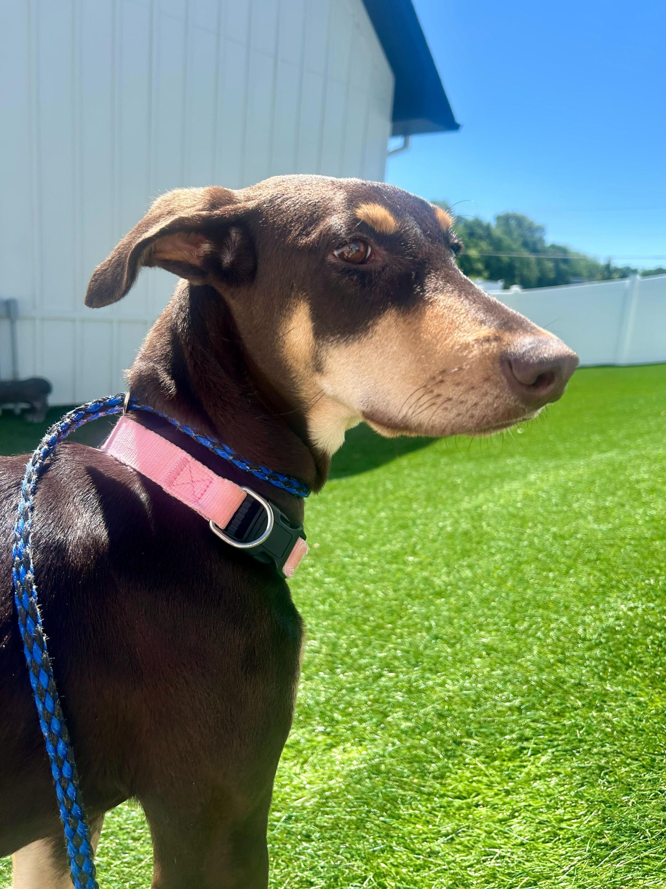 Freesia, Young Female Doberman Pinscher