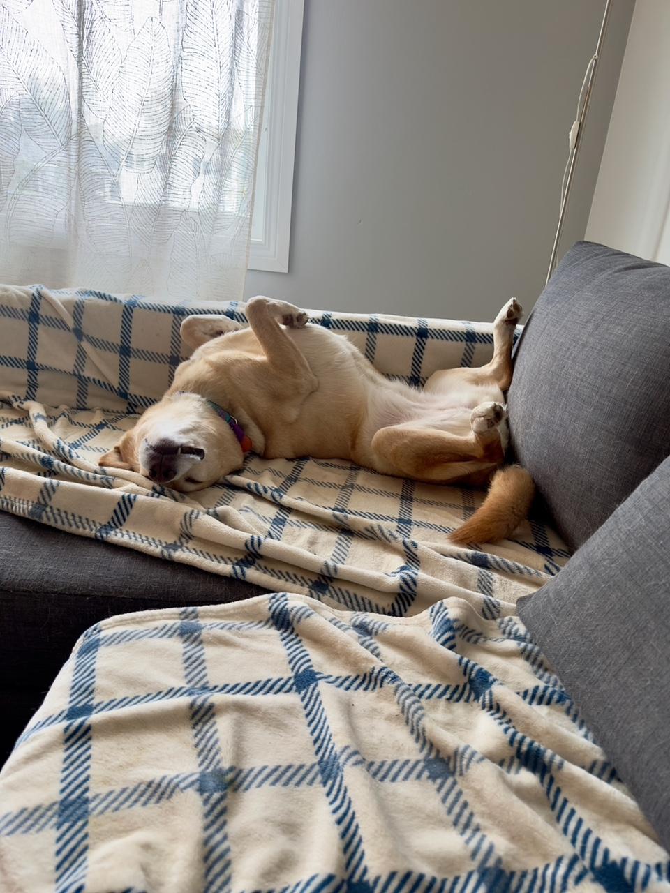 Jewel, an adoptable Mixed Breed in Saskatoon, SK, S7H 0W2 | Photo Image 2