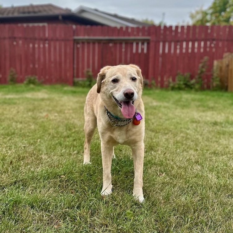 Jewel, an adoptable Mixed Breed in Saskatoon, SK, S7H 0W2 | Photo Image 1