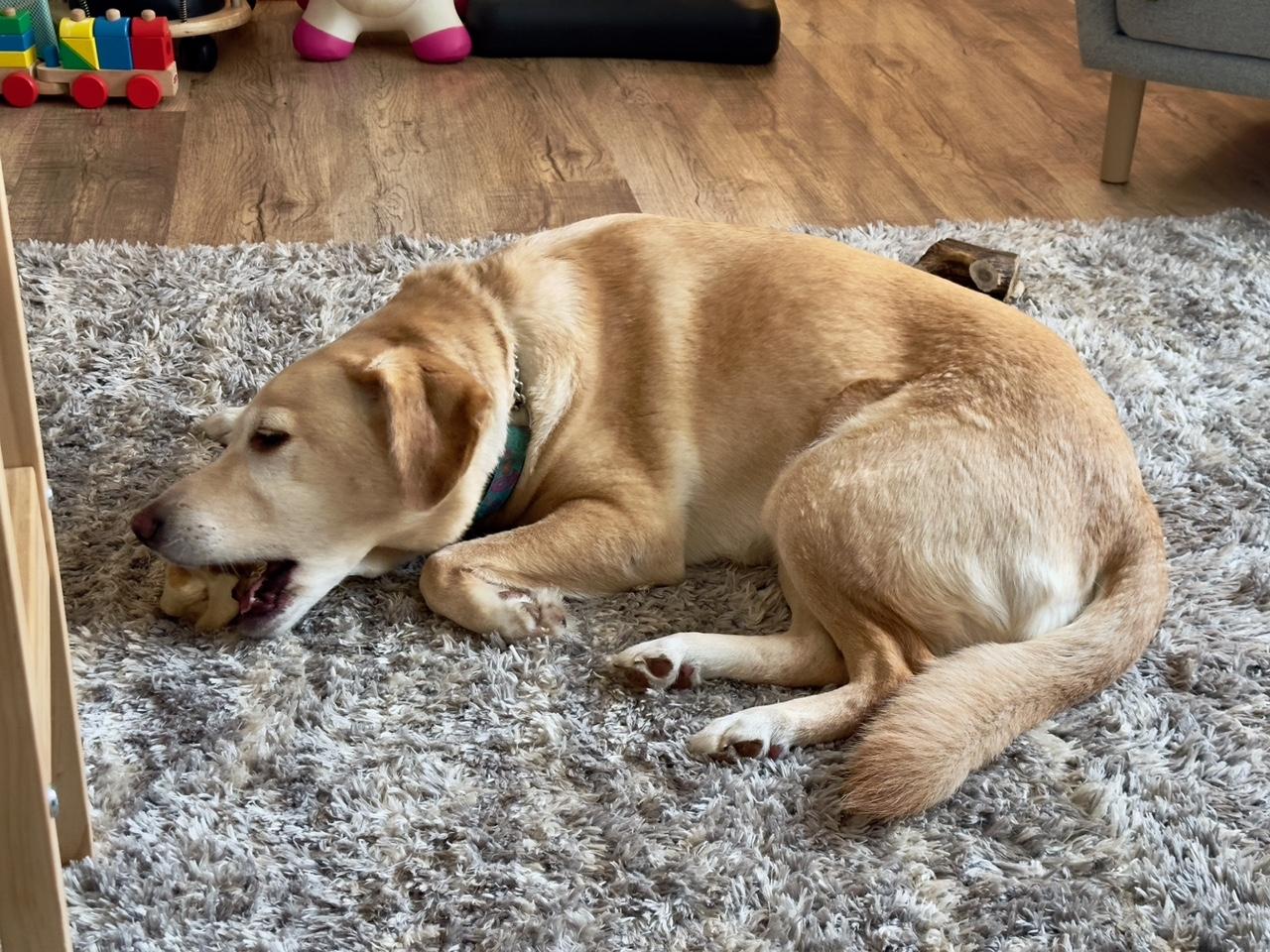 Jewel, an adoptable Mixed Breed in Saskatoon, SK, S7H 0W2 | Photo Image 3