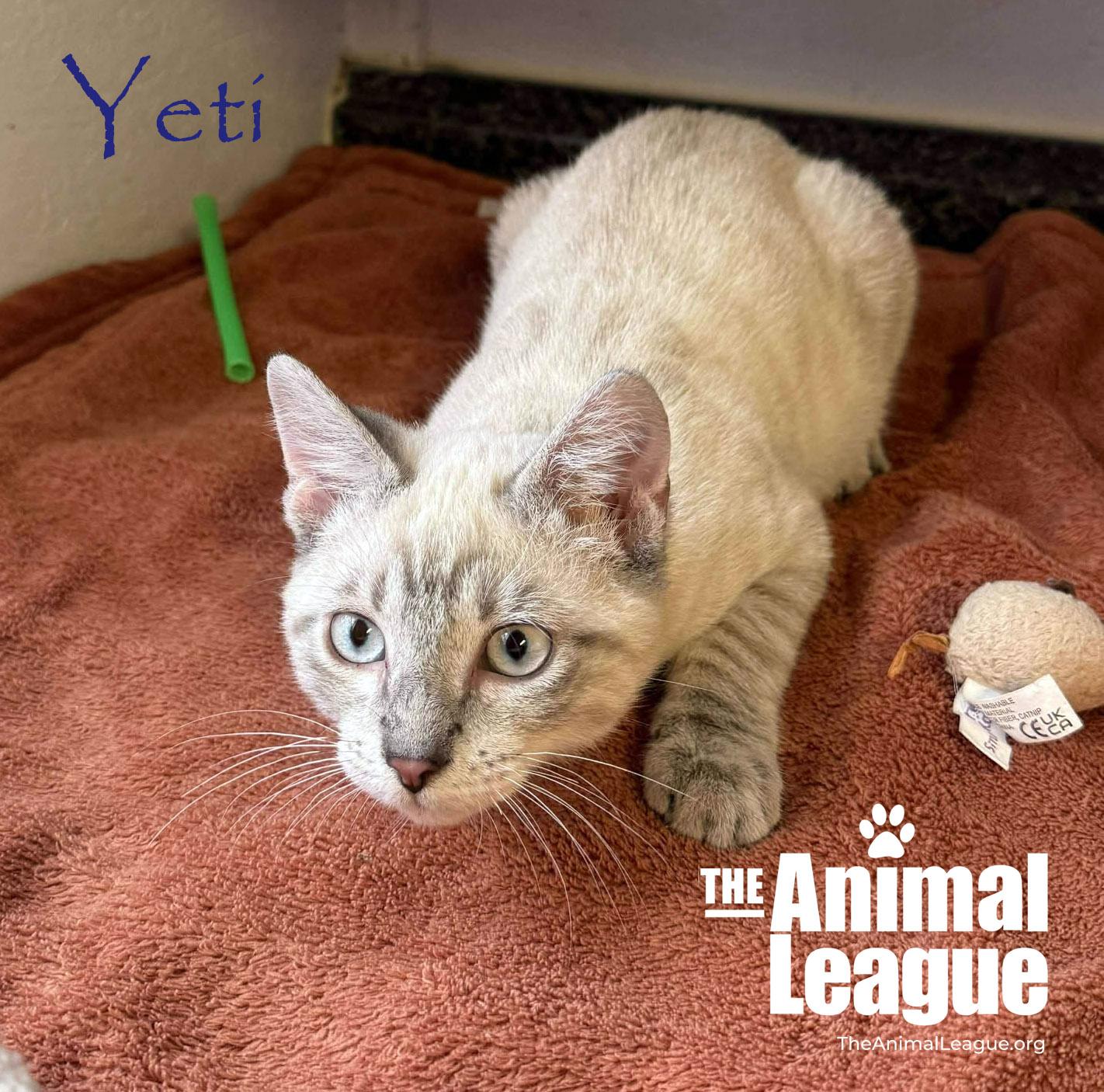 Enlarge Yeti, a ADOPTABLE Siamese in Clermont, FL image 3/5