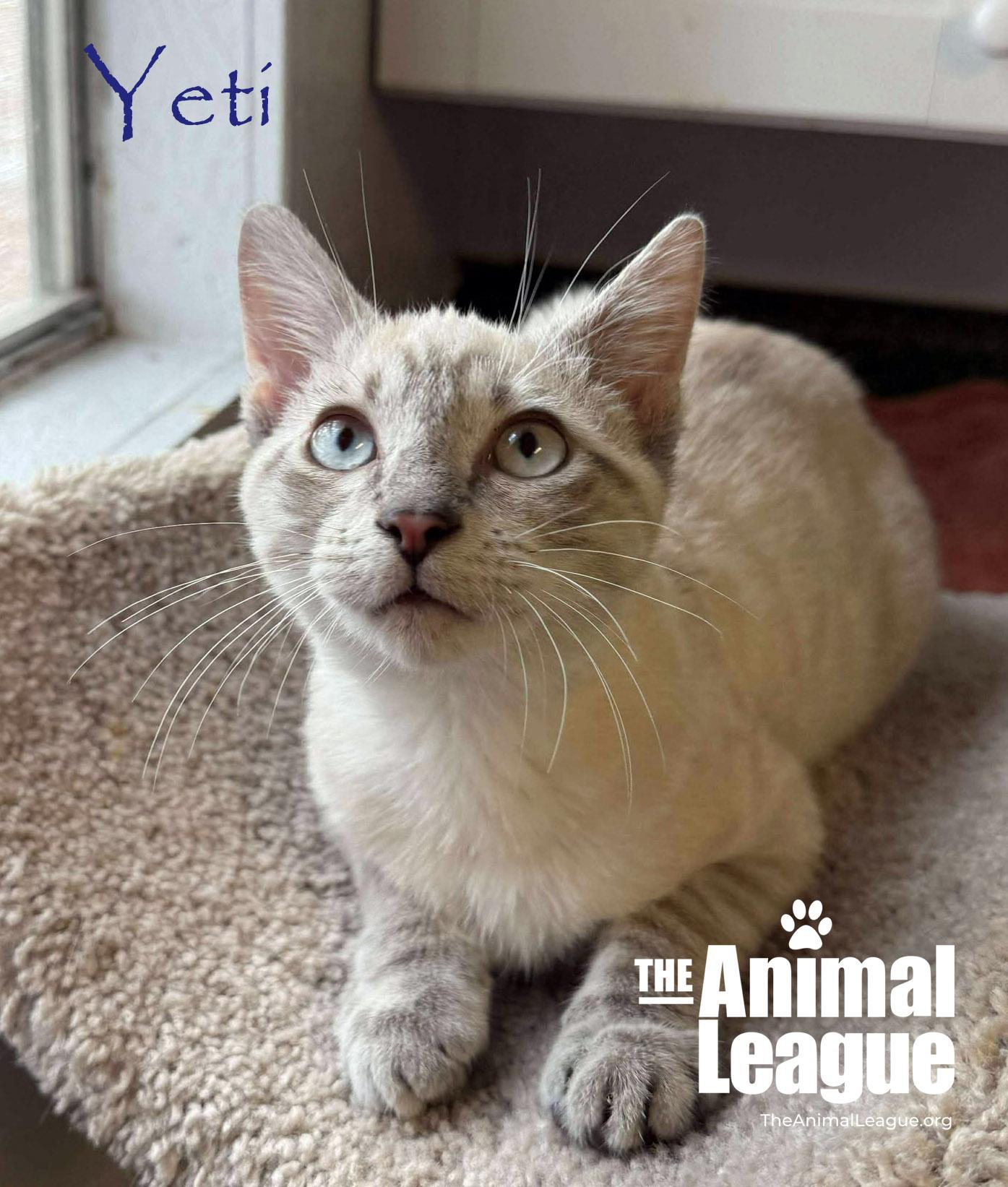 Enlarge Yeti, a ADOPTABLE Siamese in Clermont, FL image 2/5