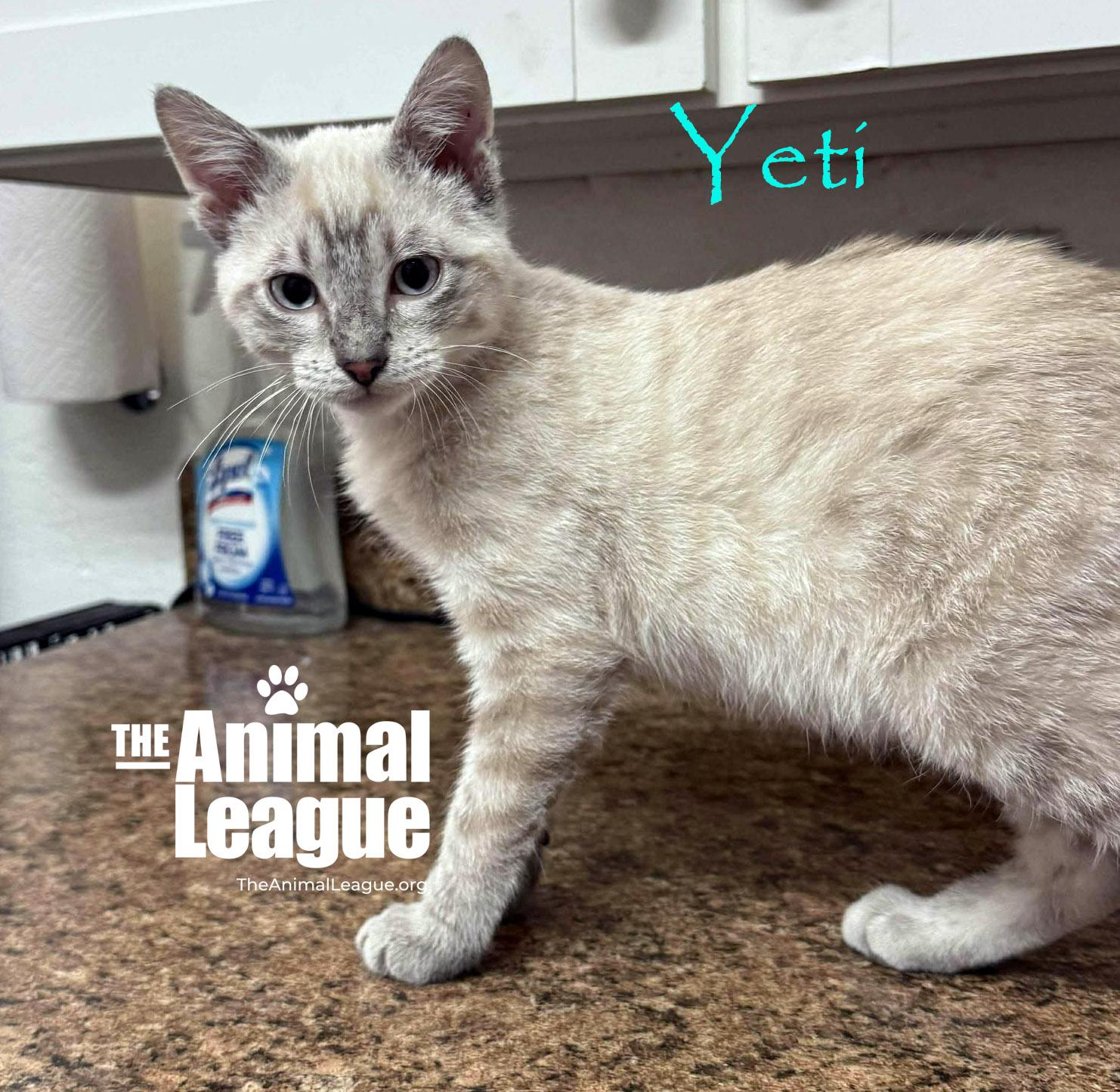 Yeti, ADOPTABLE, Young Male Siamese.