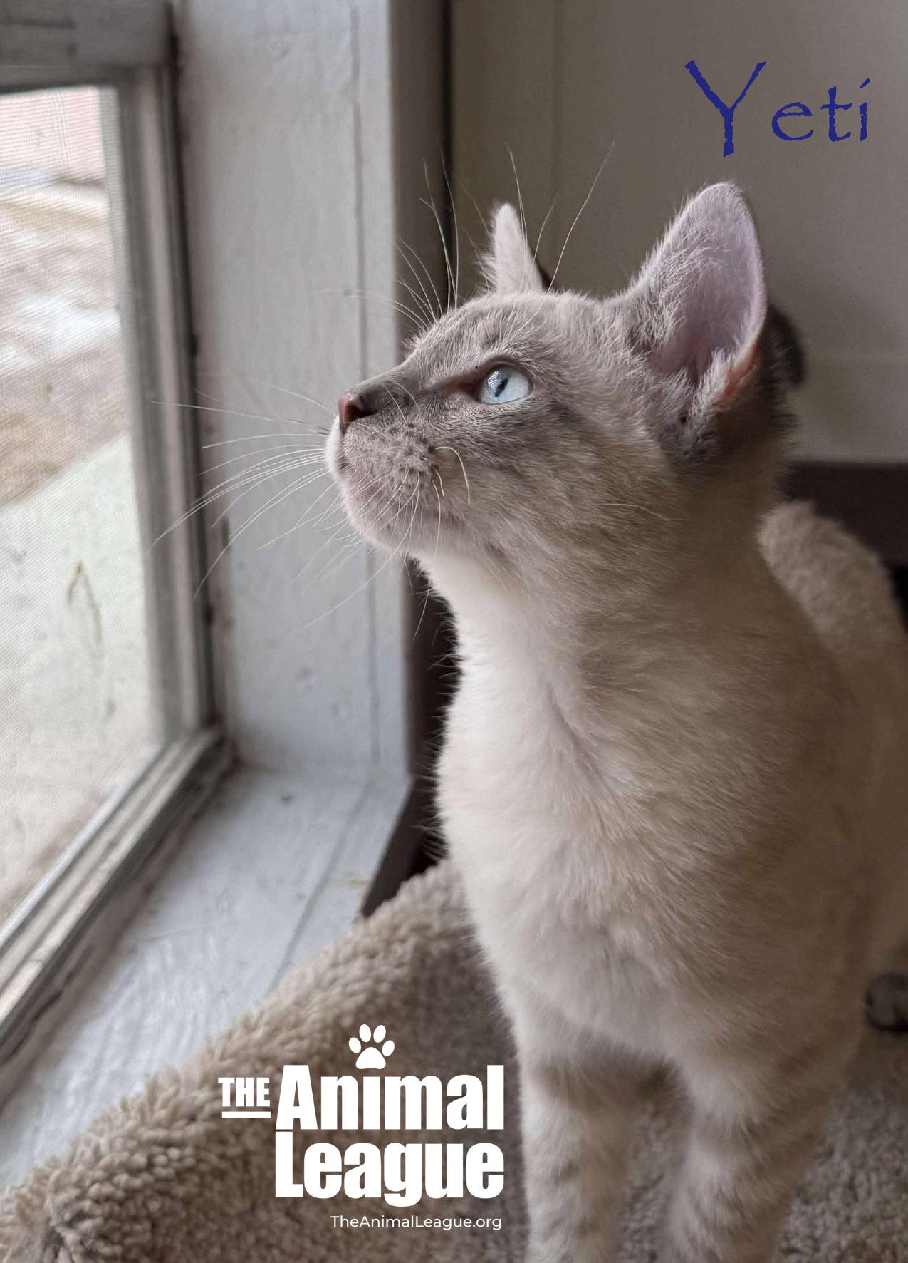 Enlarge Yeti, a ADOPTABLE Siamese in Clermont, FL image 4/5