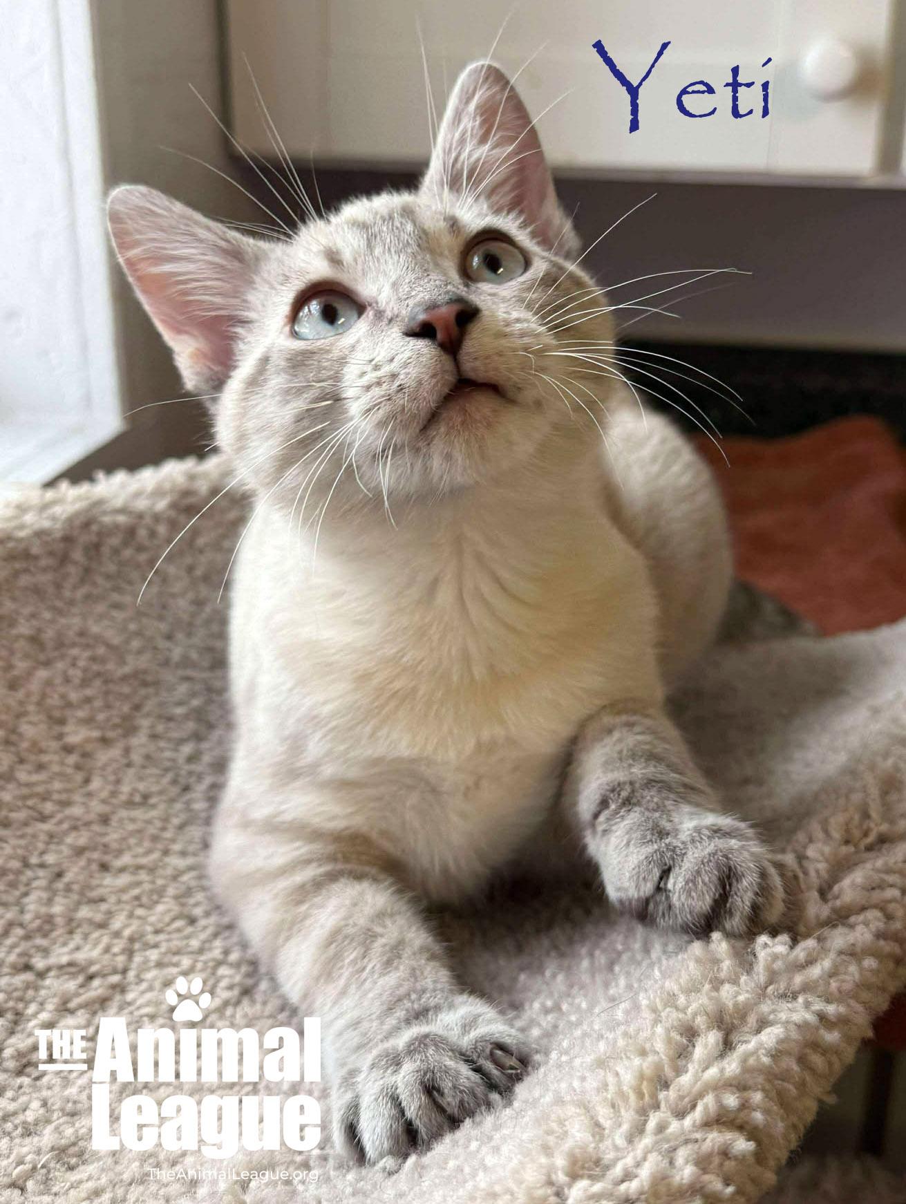 Enlarge Yeti, a ADOPTABLE Siamese in Clermont, FL image 5/5