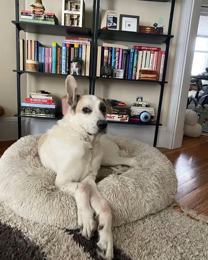 Enlarge Mars, a ADOPTABLE mixed breed in Nantucket, MA image 2/3