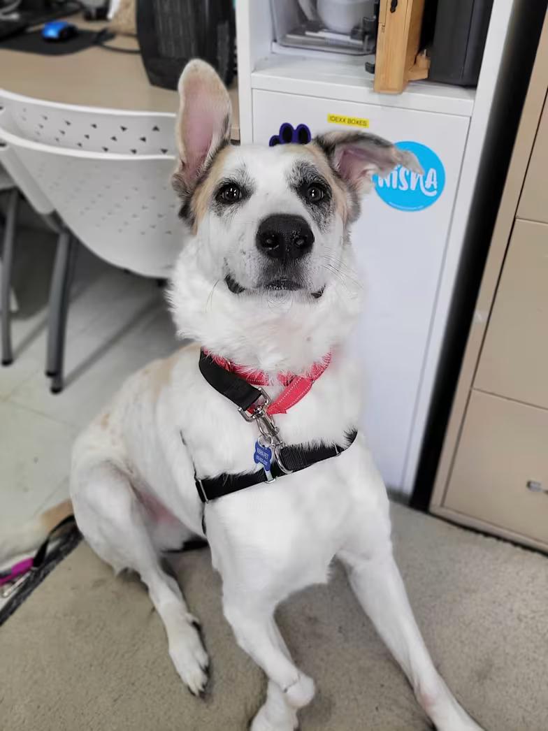 Enlarge Mars, a ADOPTABLE mixed breed in Nantucket, MA image 3/3