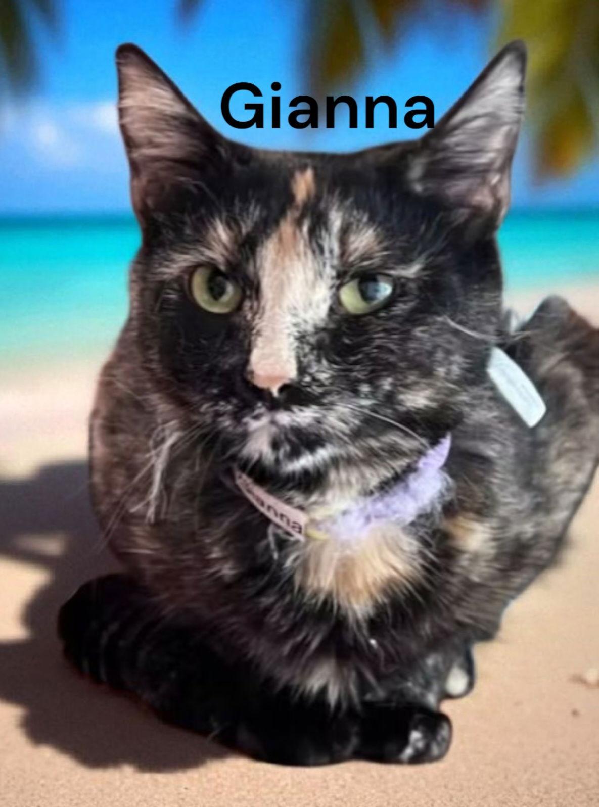 Enlarge Gianna, a Adoptable Tortoiseshell in Newport News, VA image 1/2