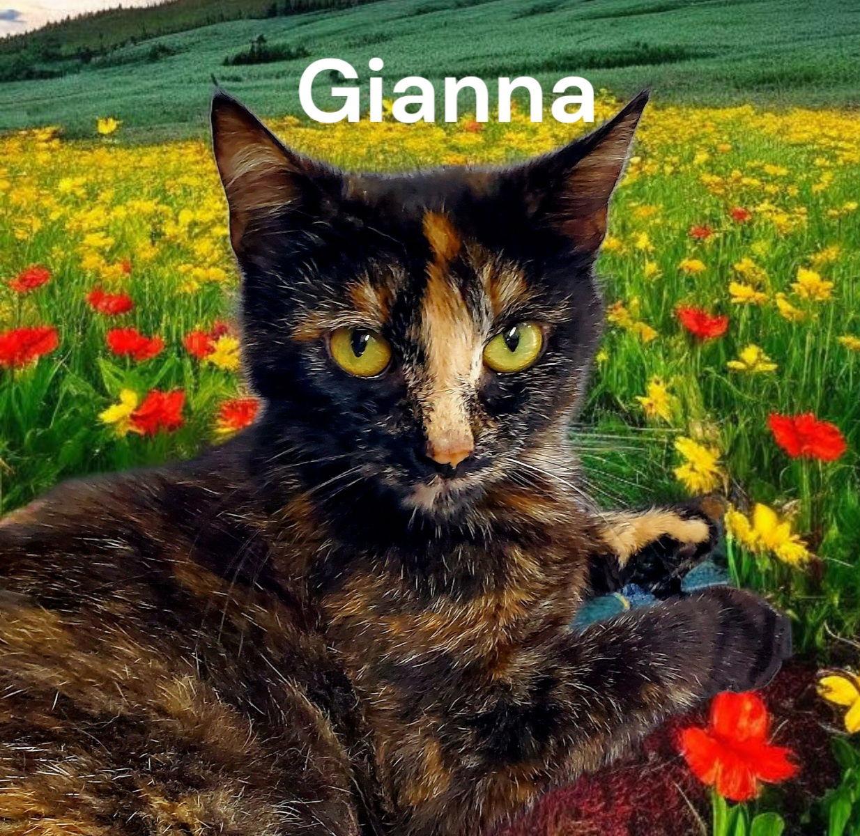Enlarge Gianna, a Adoptable Tortoiseshell in Newport News, VA image 2/2