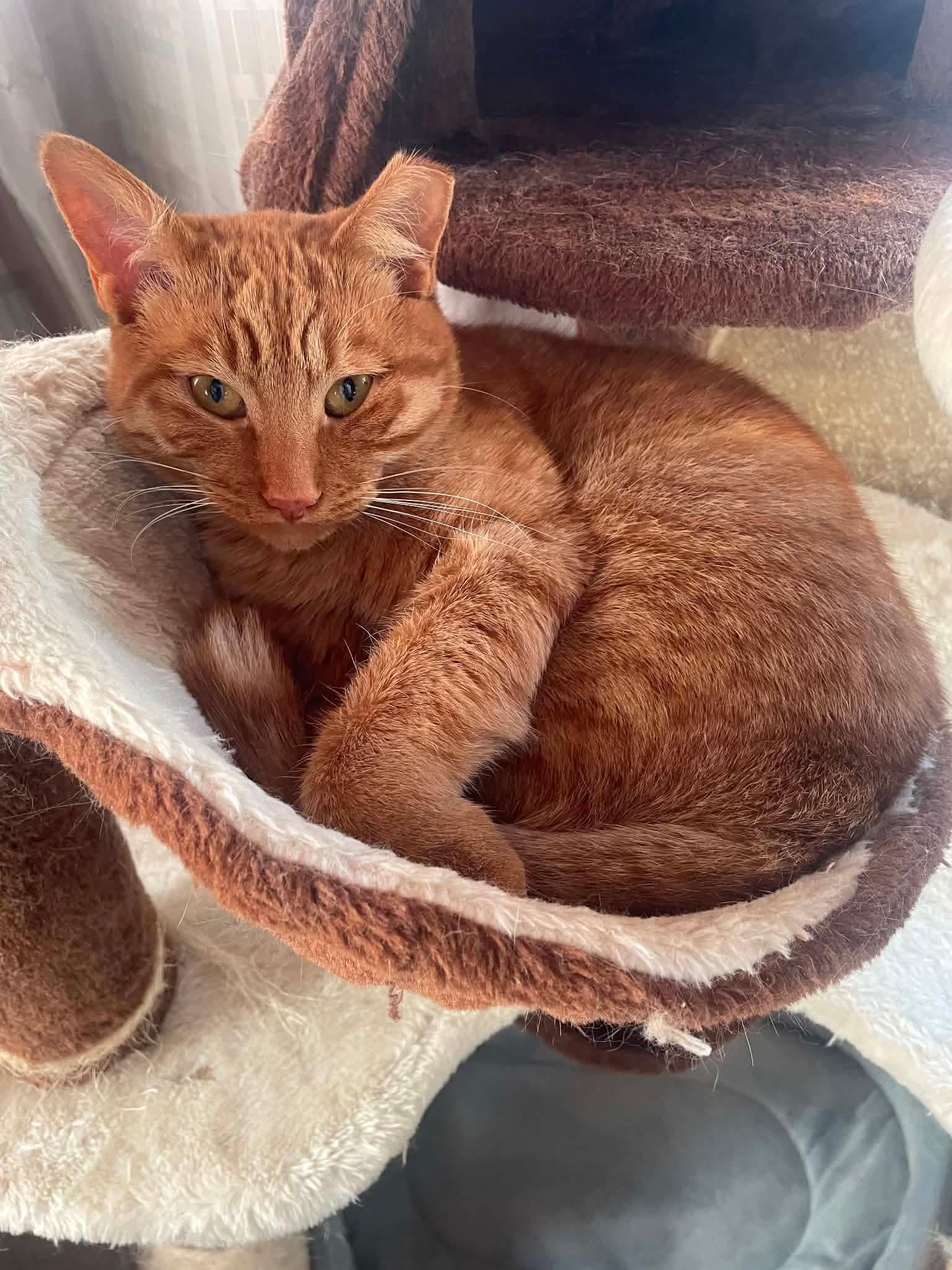 Reba, ADOPTABLE, Young Female Domestic Short Hair.