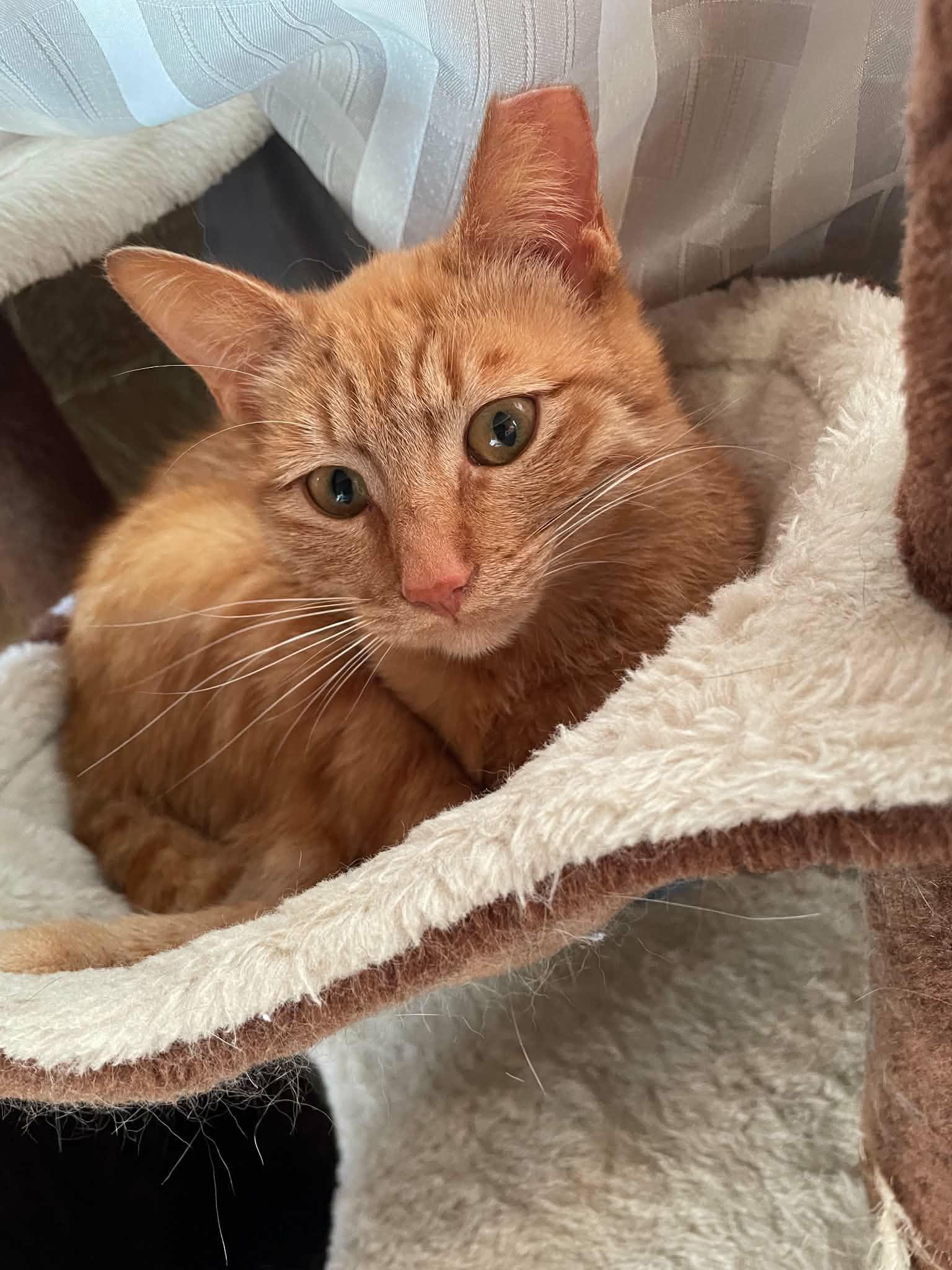Enlarge Reba, a ADOPTABLE Domestic Short Hair in Shakespeare, ON image 1/6